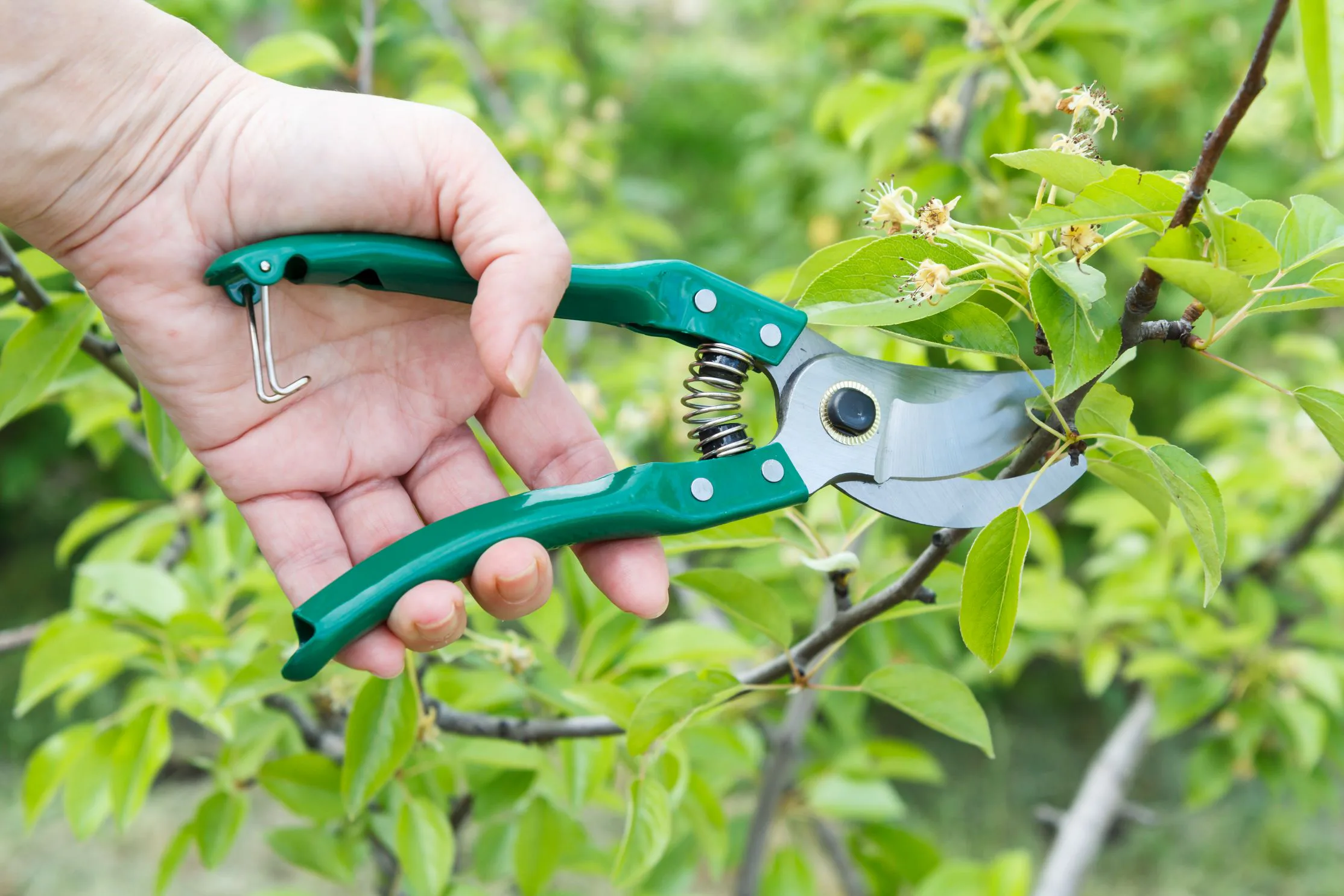 Beskära päronträd – en enkel guide om att klippa päronträd