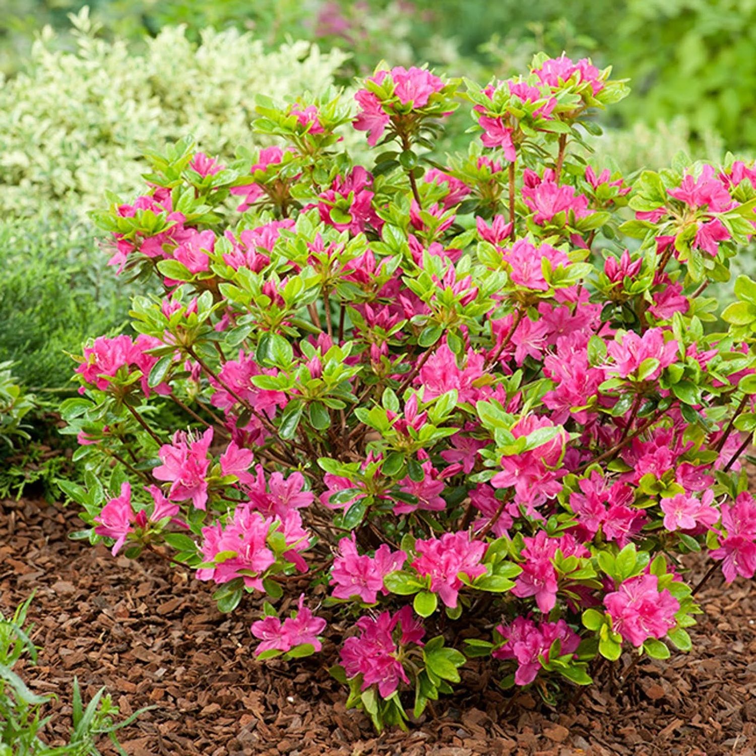 Buske med rosa blommor - Azalea Kermesina
