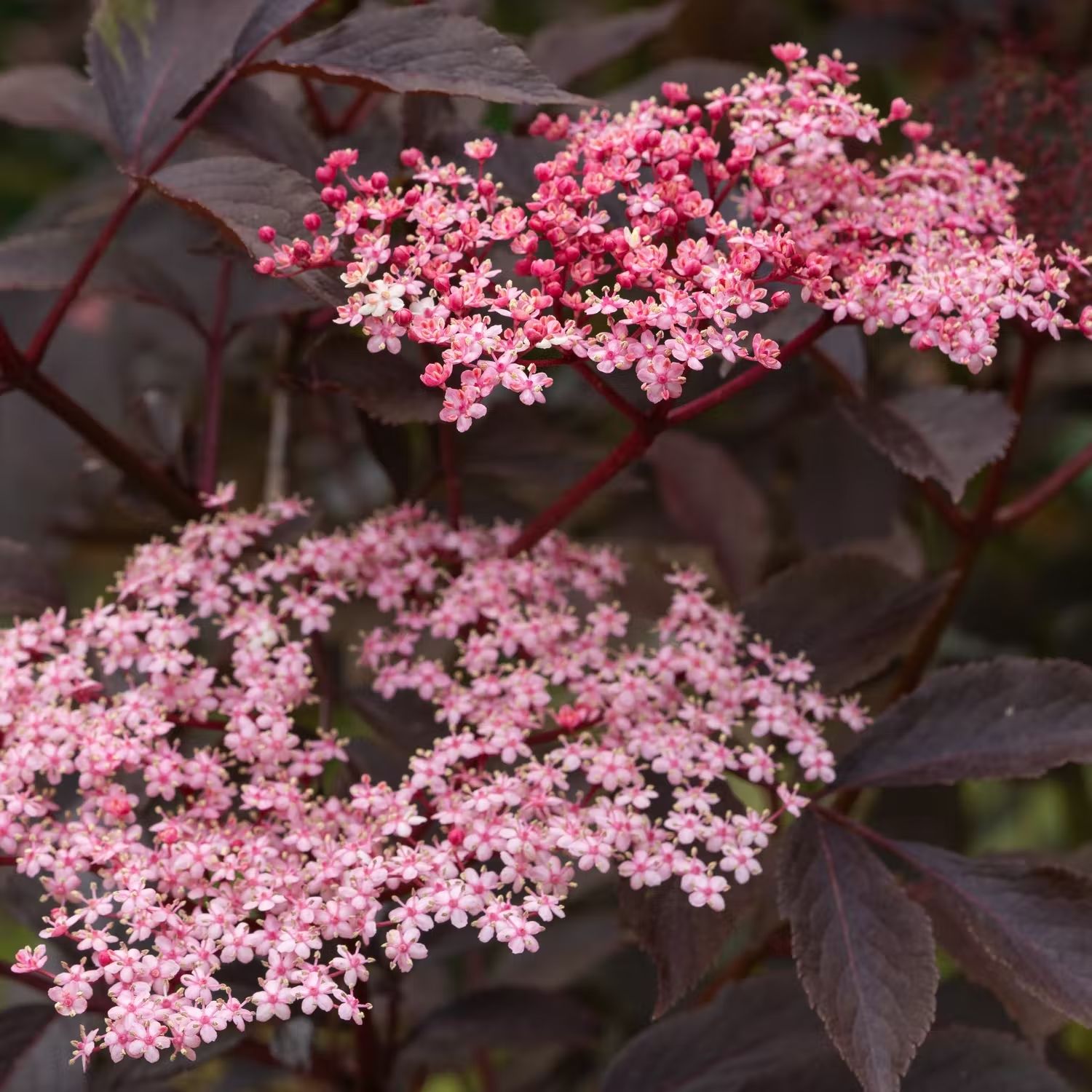 Snabbväxande buskar - Blodfläder