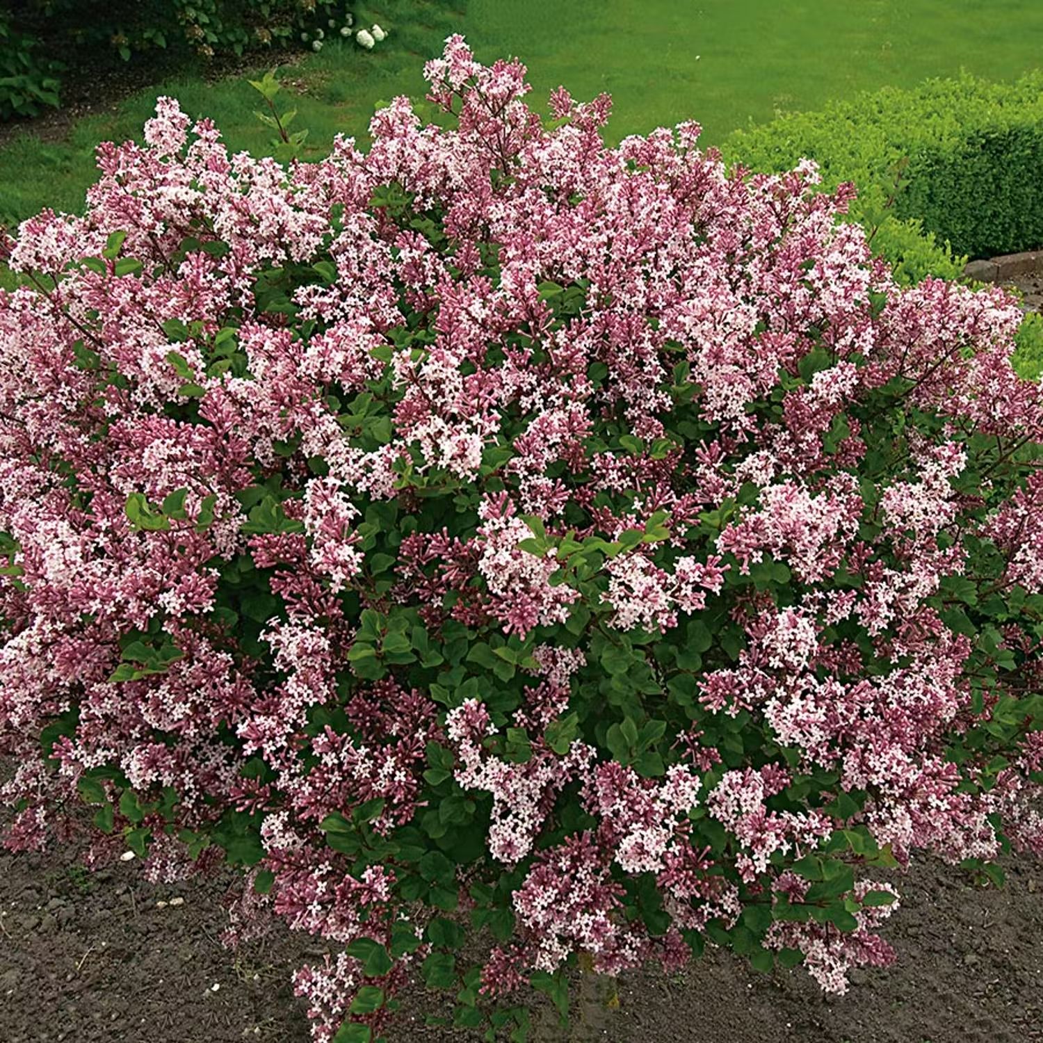 Buske med rosa blommor - Dvärgsyrén