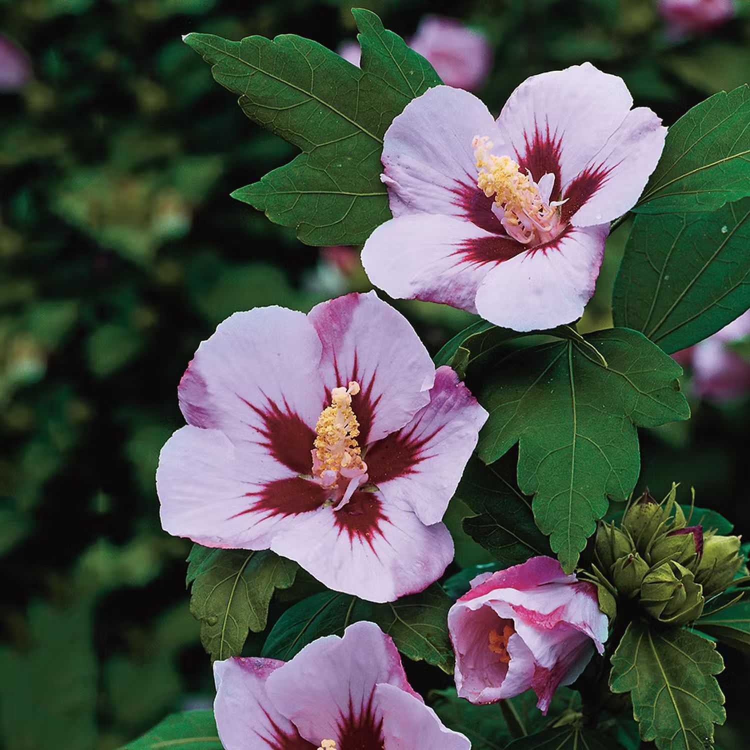 Buske med rosa blommor - Frilandshibiskus Hamabo