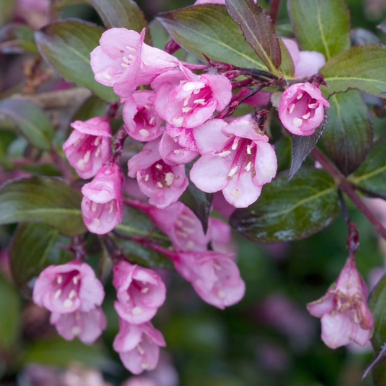 Buske med rosa blommor - Rosenprakttry