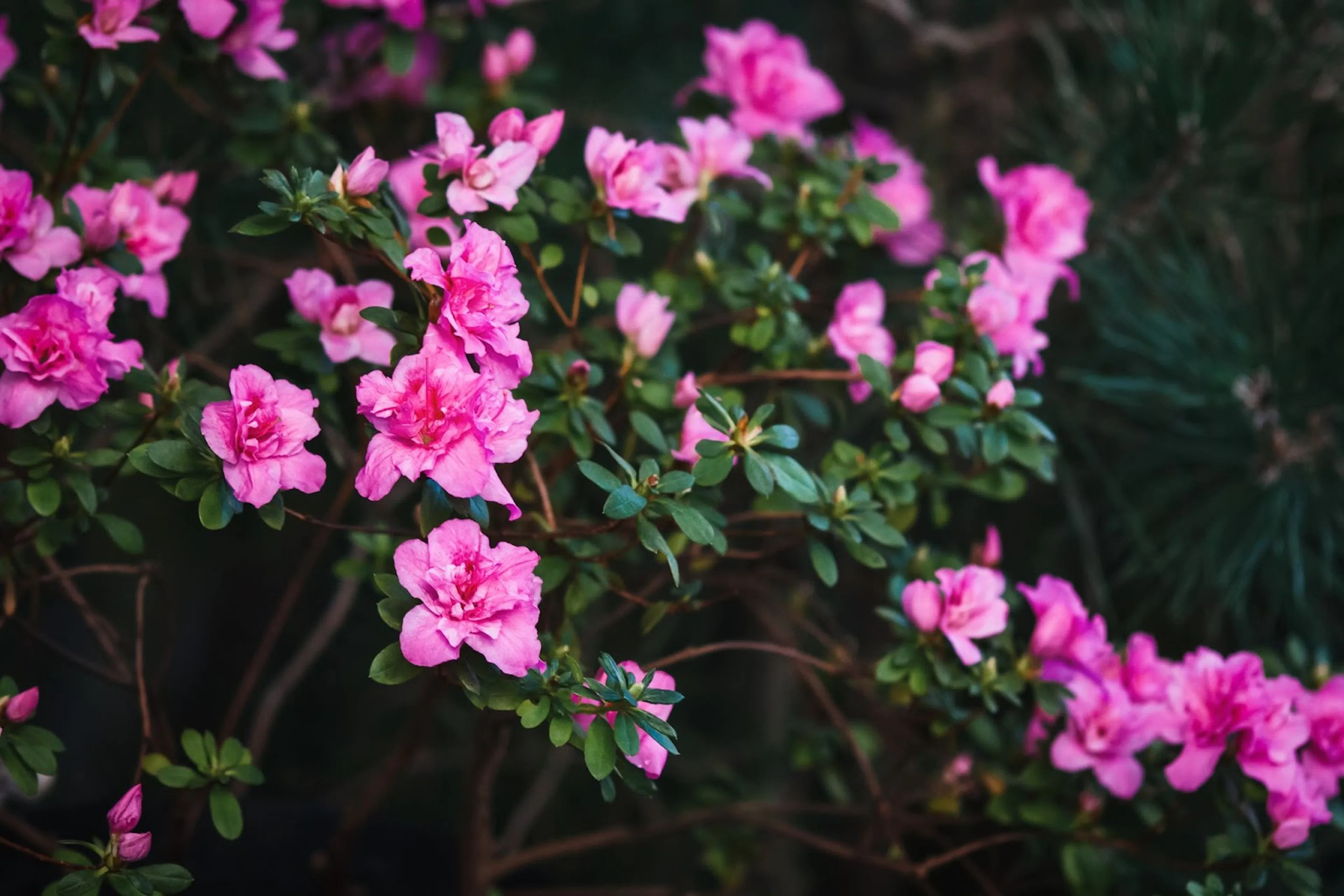 Buske med rosa blommor – 7 rosa växter till trädgården