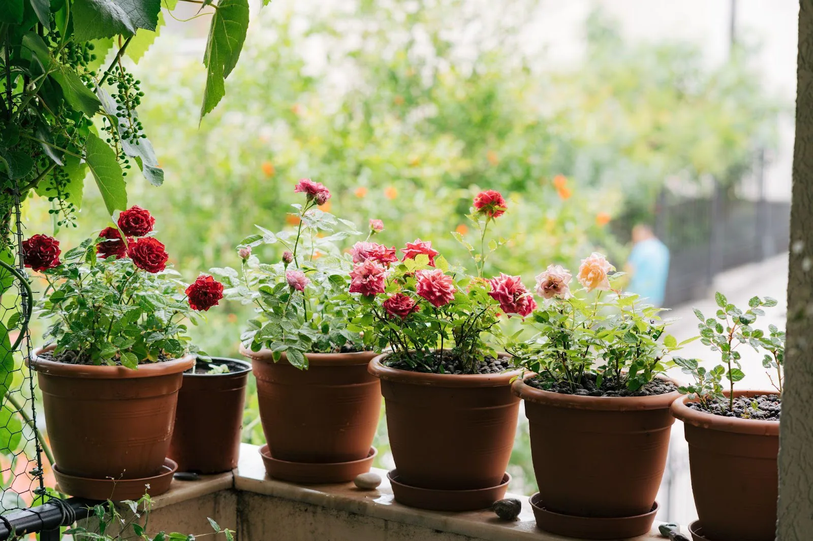 Plantera rosor i kruka – 4 hjälpsamma tips
