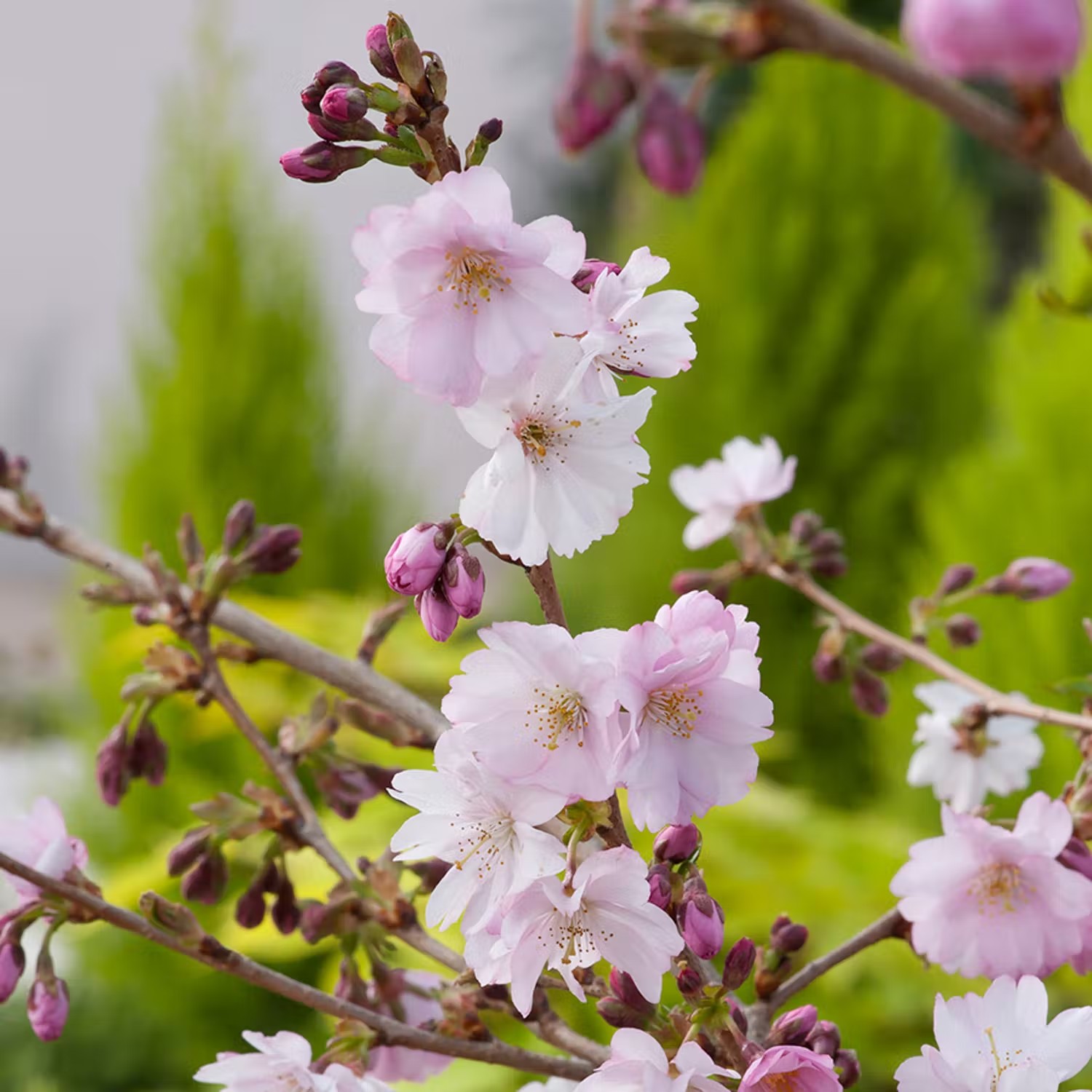 Blommande träd - Prydnadskörsbär