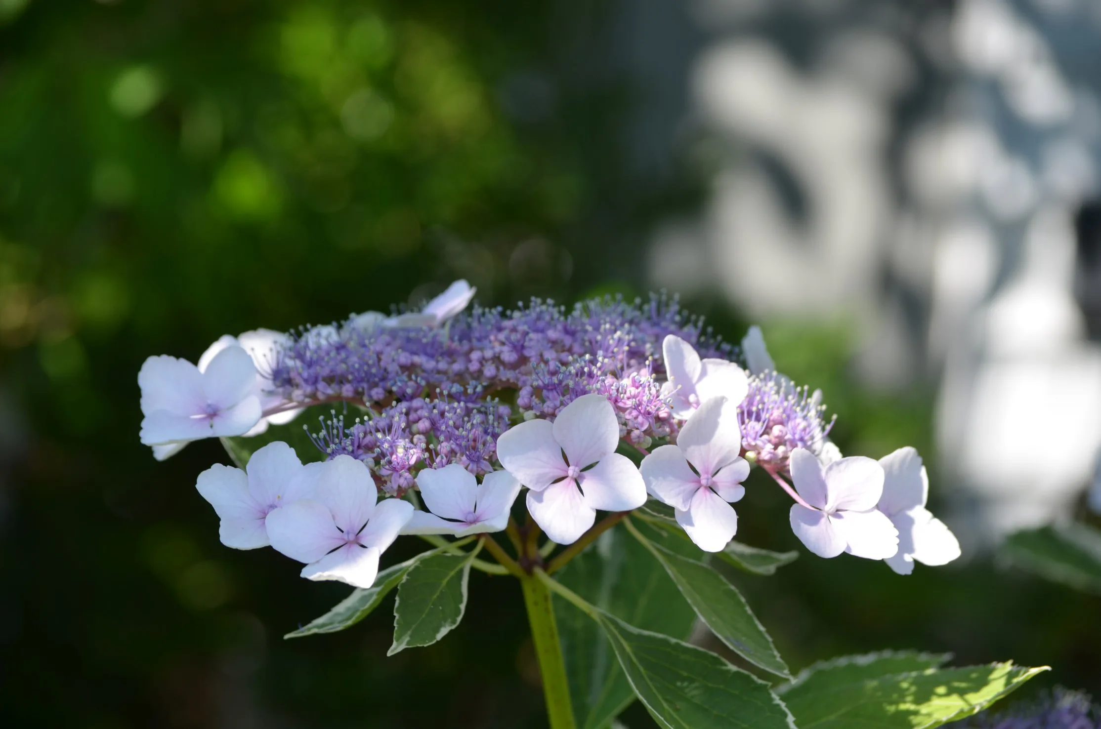 Hortensia utomhus – 3 hortensia som är perfekta till rabatten