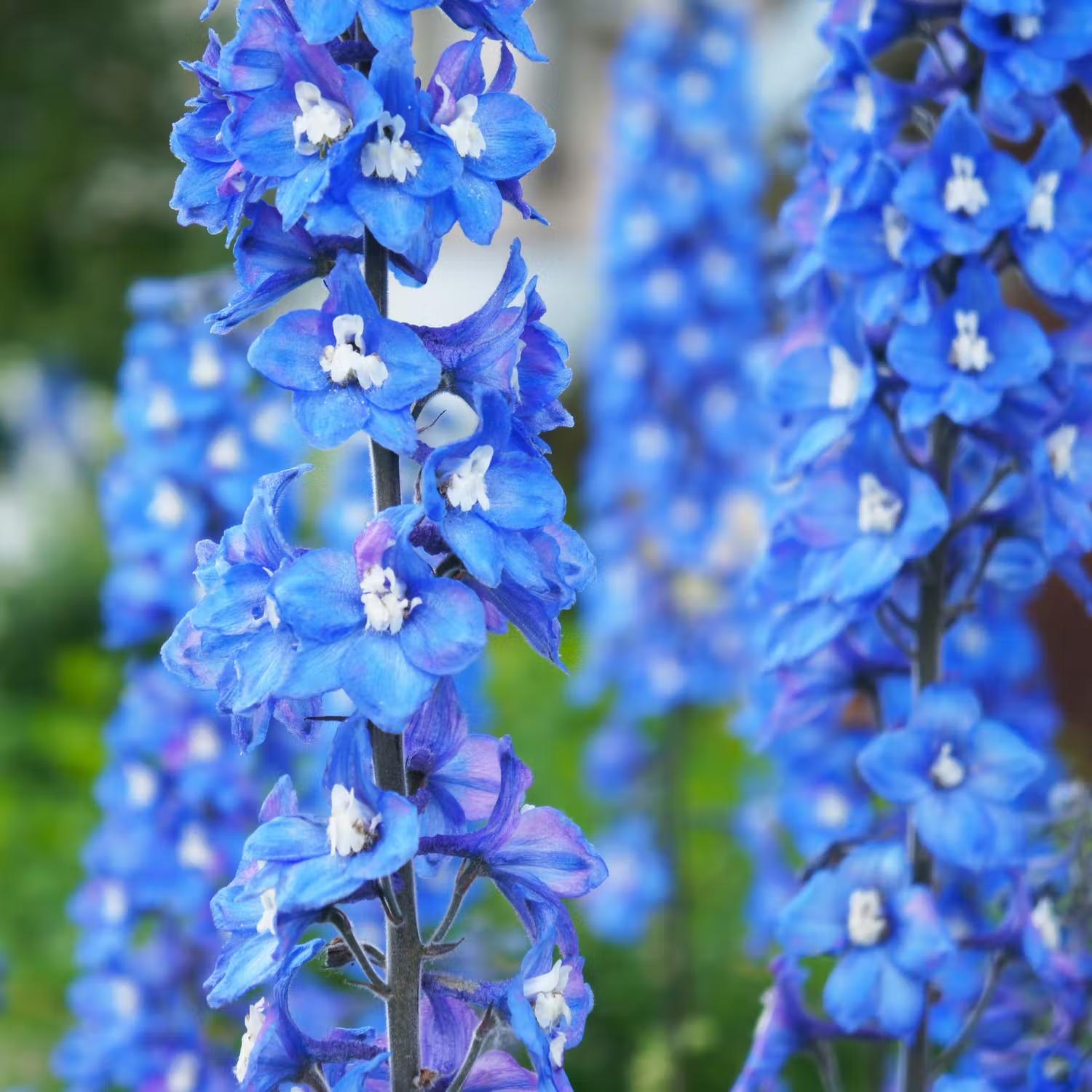 Blå perenner - Trädgårdsriddarsporre Blue Bird