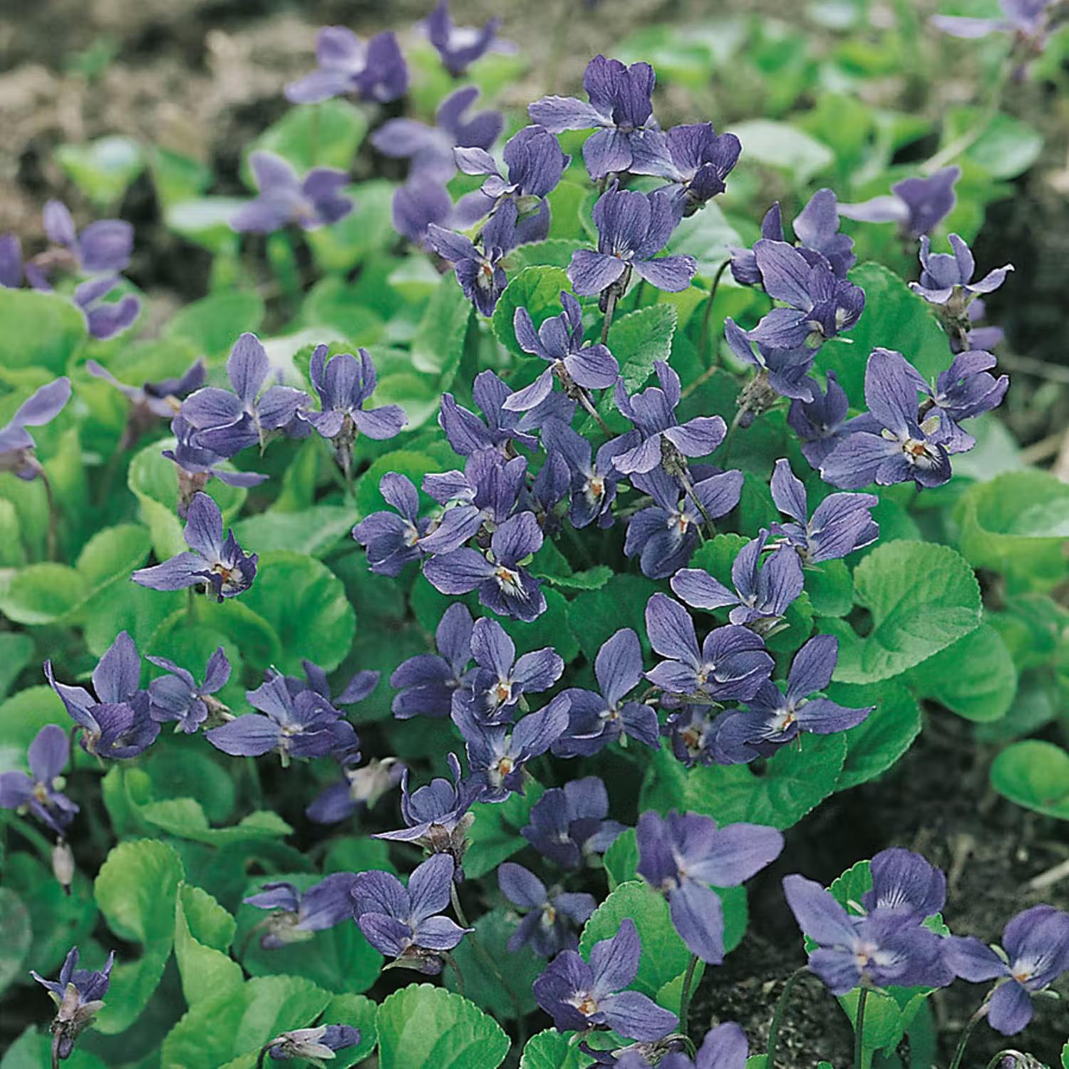 Blå perenner - Luktviol Königin Charlotte