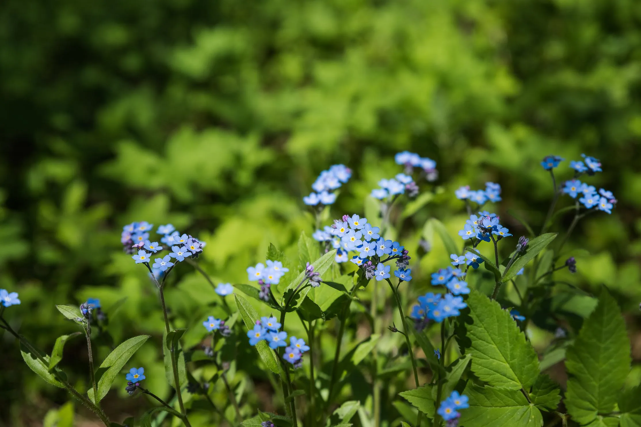 5 blåa perenner med vackra blå blommor