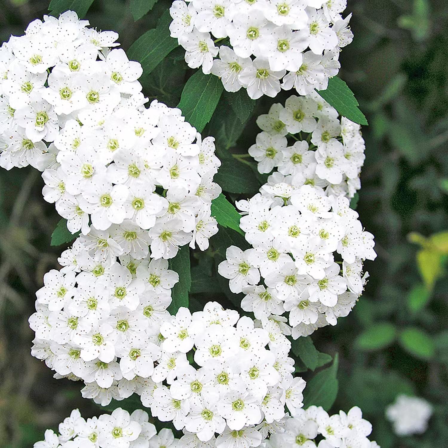Snabbväxande buskar - Bukettspirea