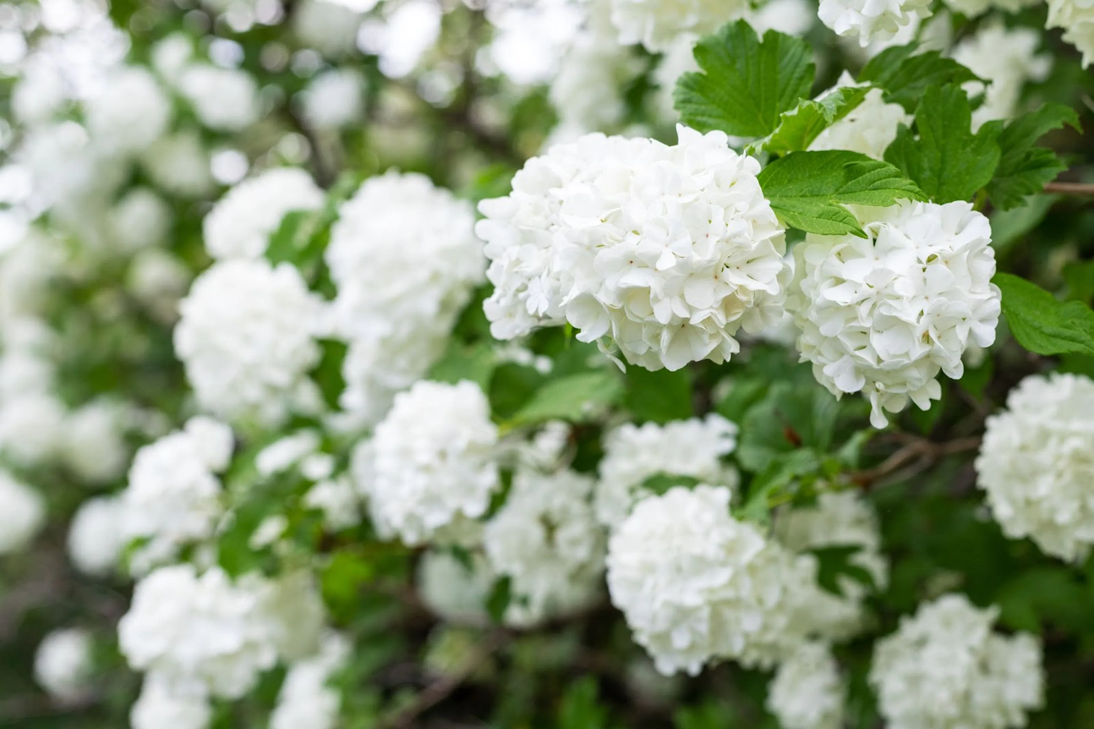 Buske med vita blommor – 7 underbara vitblommande prydnadsbuskar