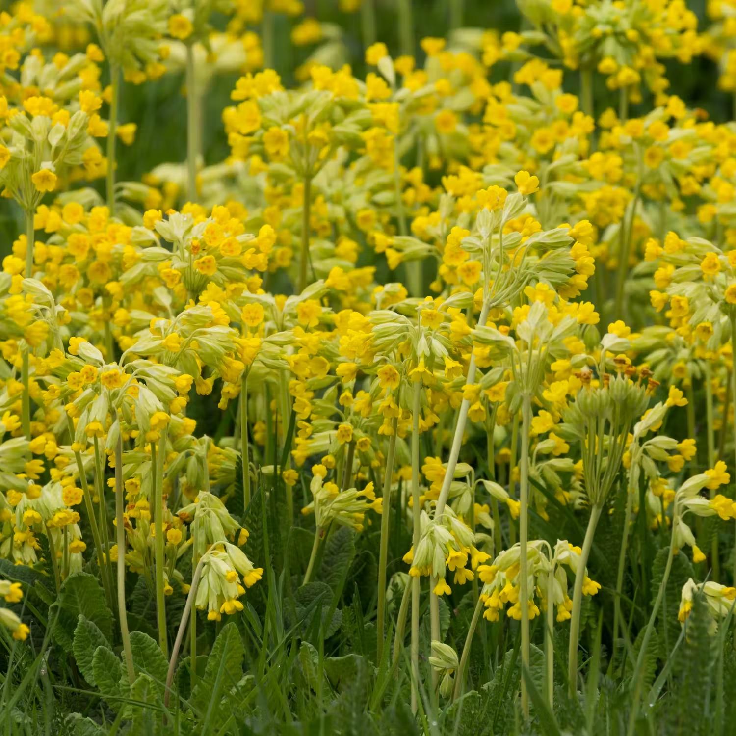 Gula perenner - Gullviva