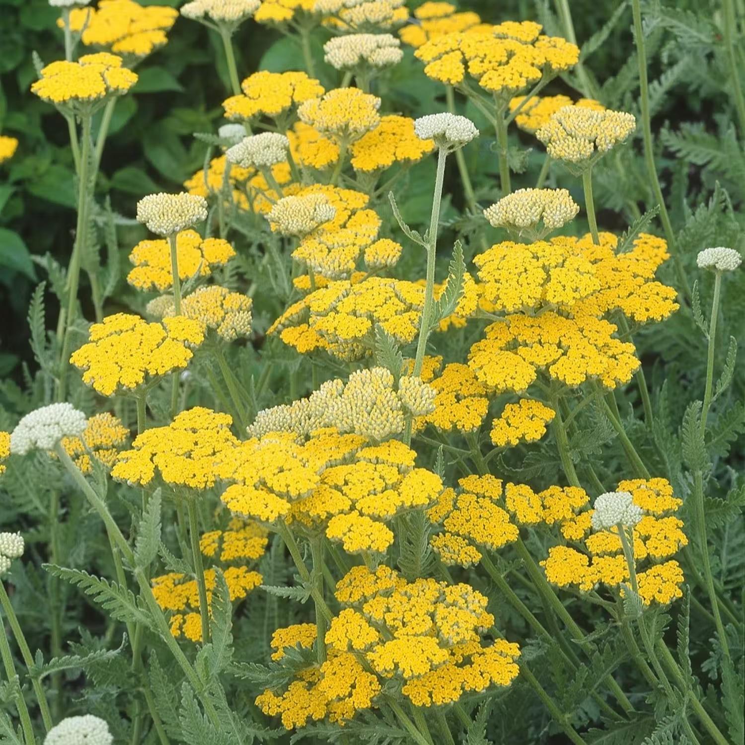 Gula perenner - Gyllenrölleka Coronation Gold