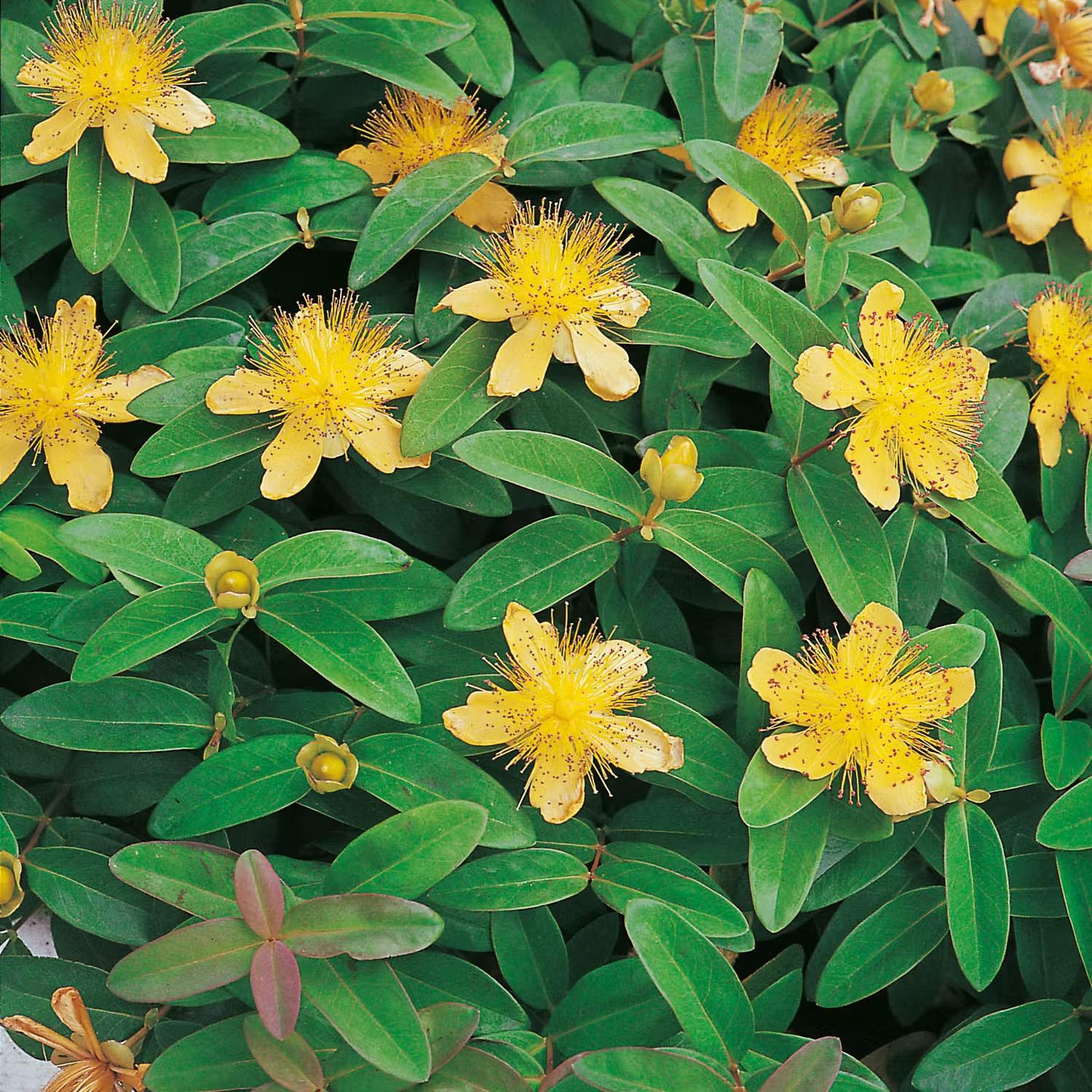 Gula perenner - Prakthypericum