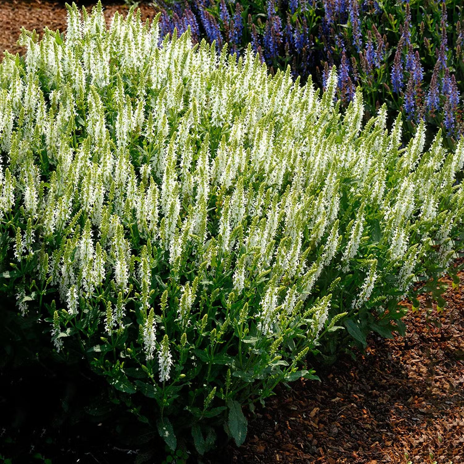 Vit stäppsalvia Schneehügel