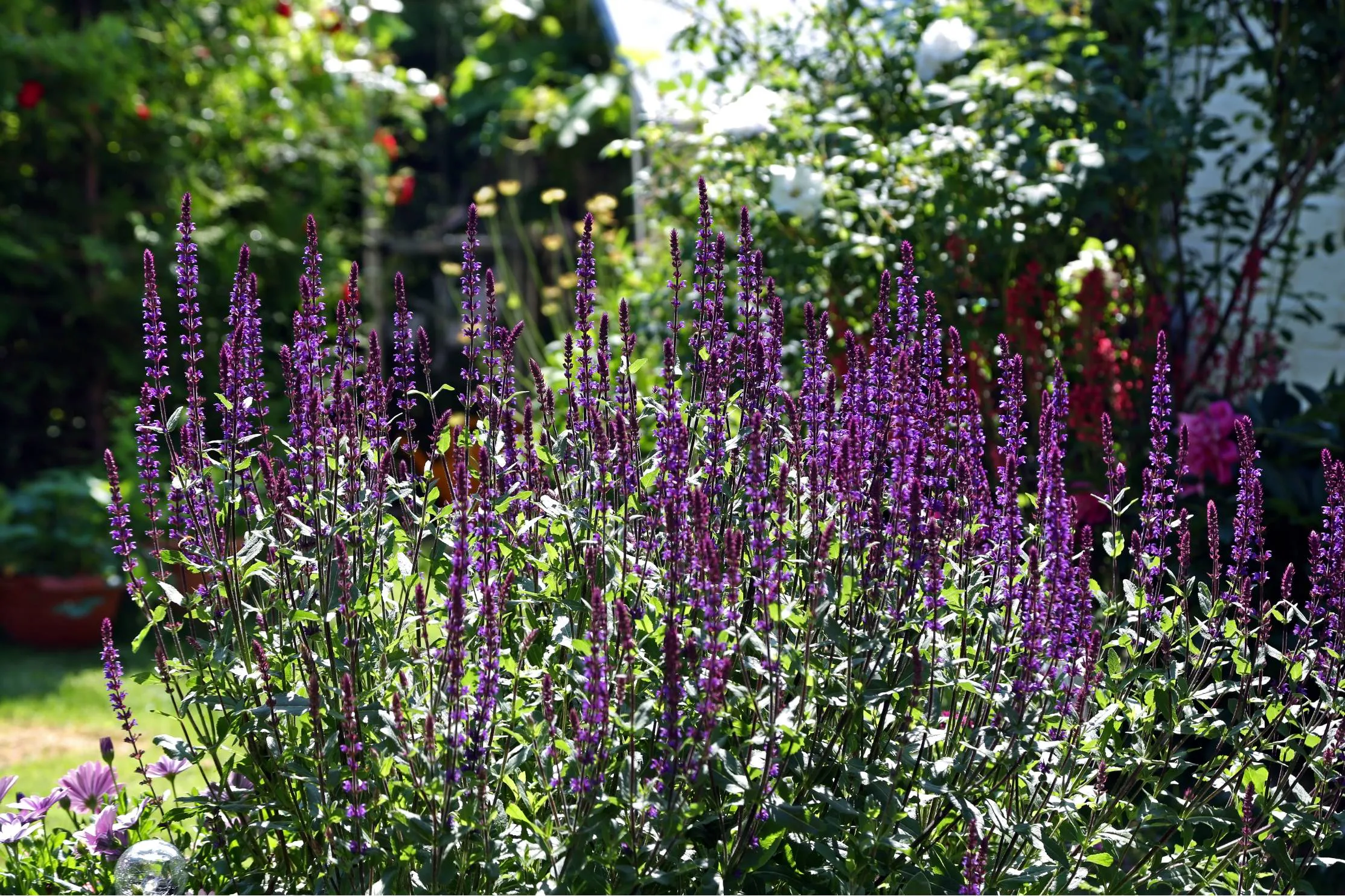 Stäppsalvia – 5 sorter som trivs i rabatt eller kruka