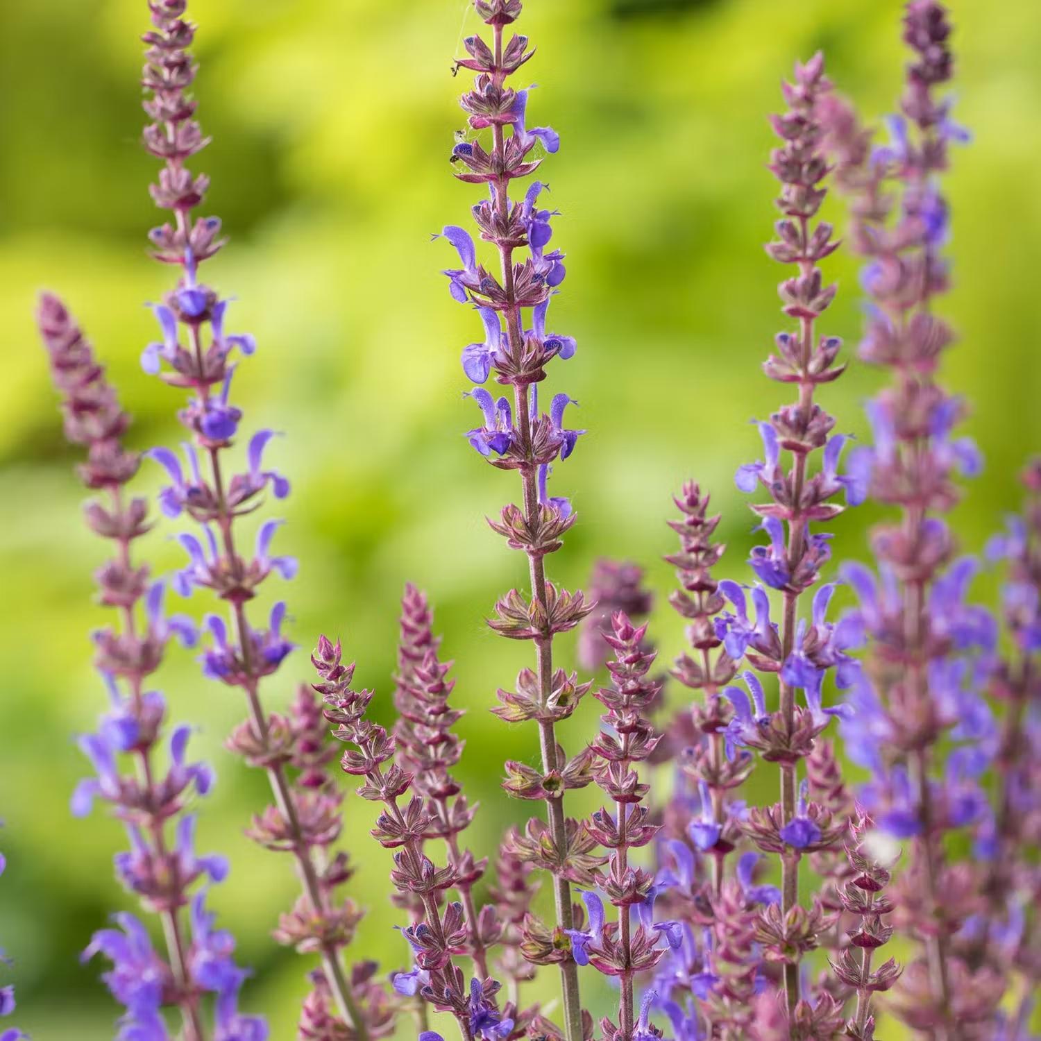 Stäppsalvia Blaukönigin