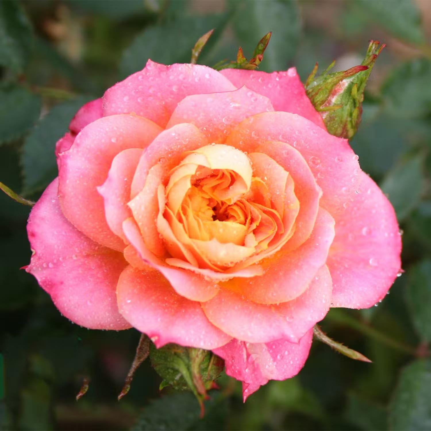 Marktäckande ros Mandarin