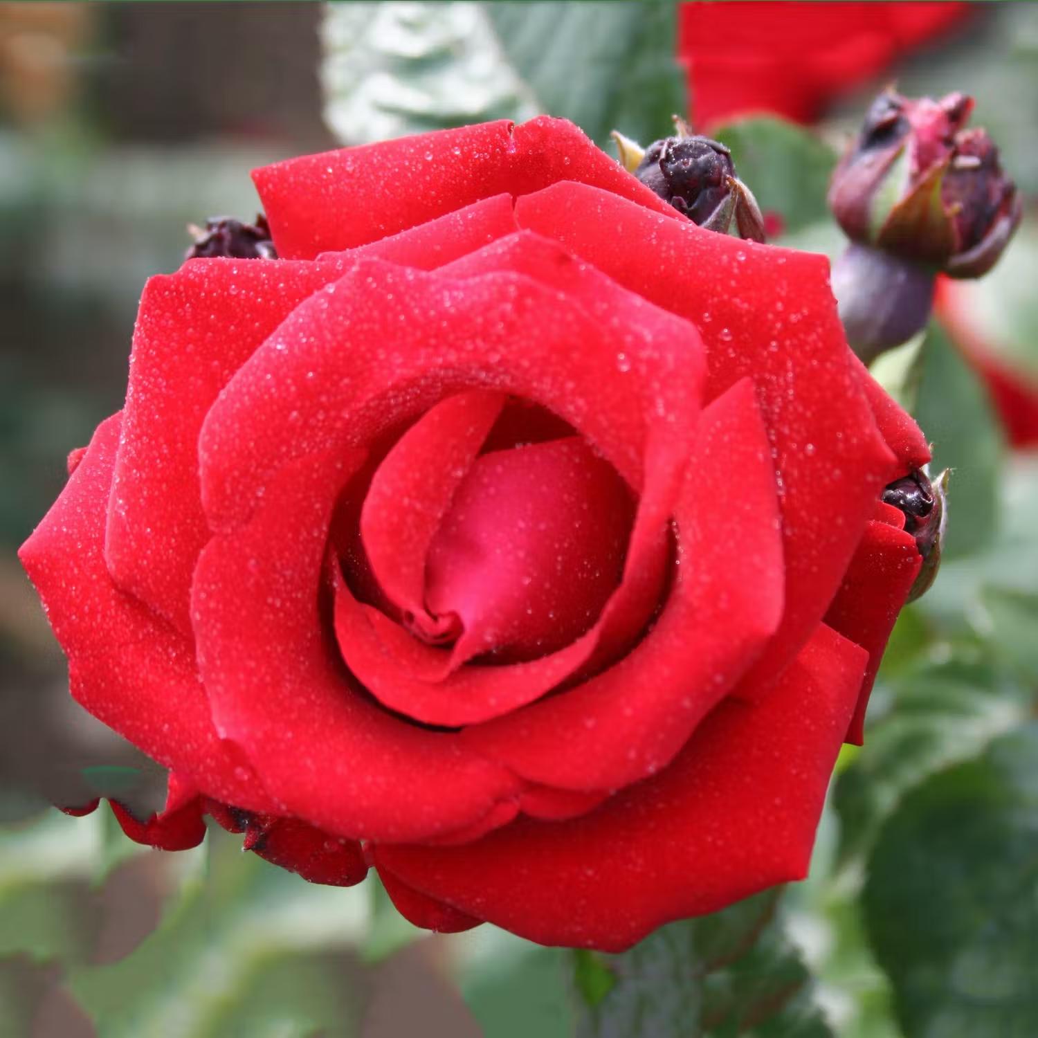 Remonterande rosor - Santana