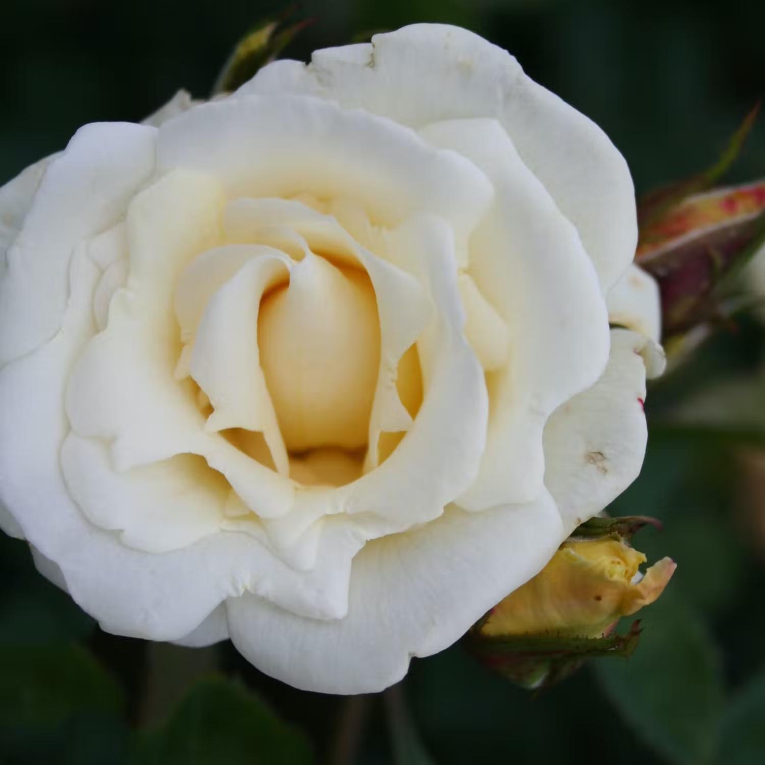 Remonterande rosor - White Nights