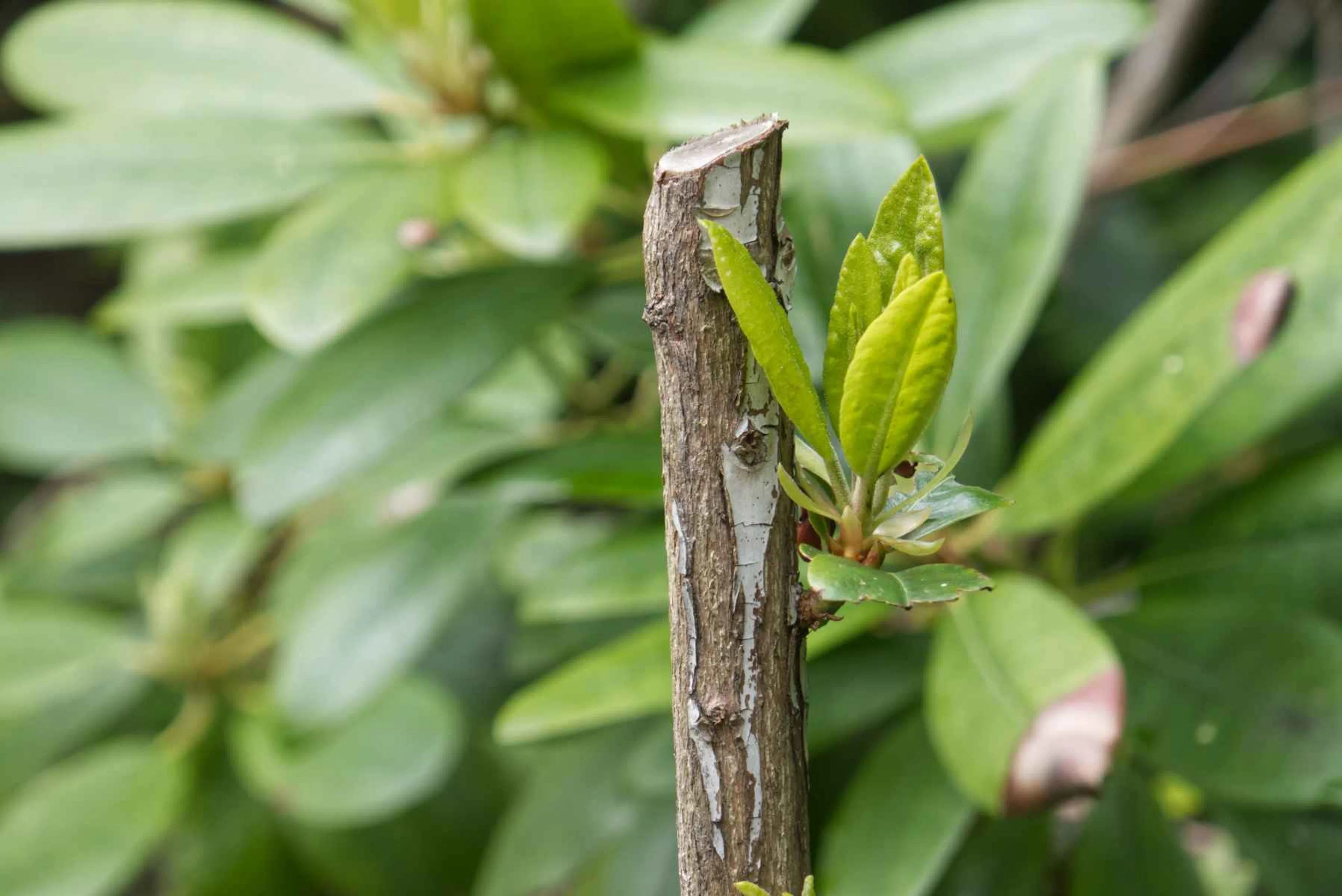 Beskära rhododendron – så klipper och sköter du din rhododendronbuske