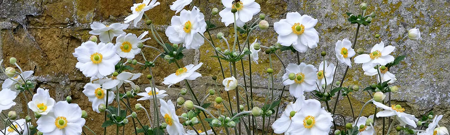 Perenner halvskugga – så lyckas du med fleråriga blommor i halvskugga ...