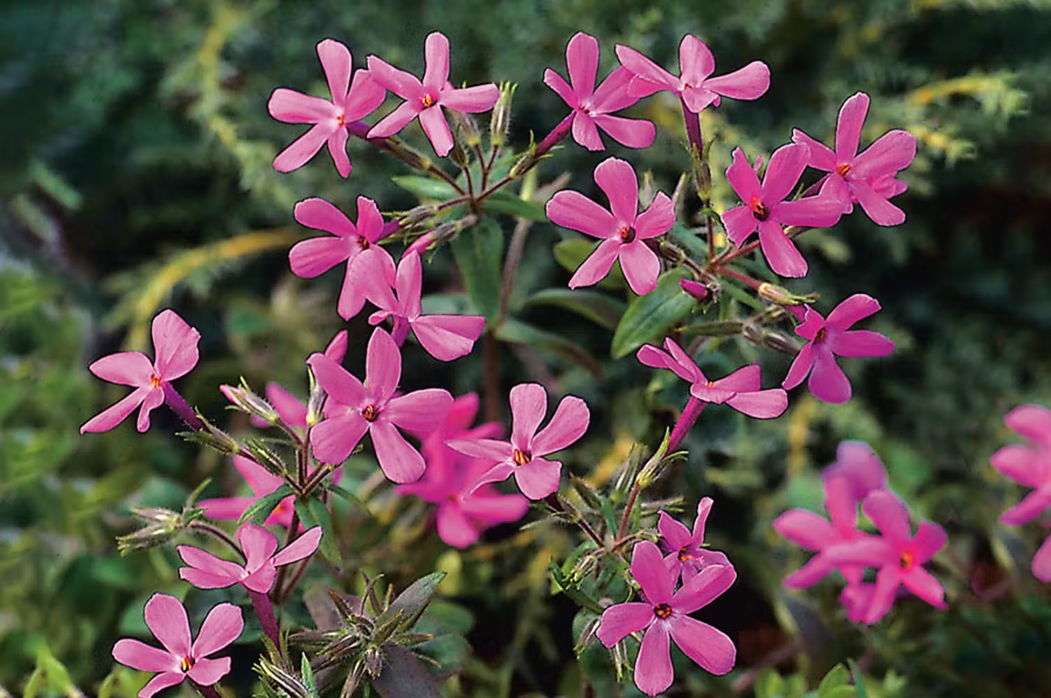 Bra perenn för zon 5