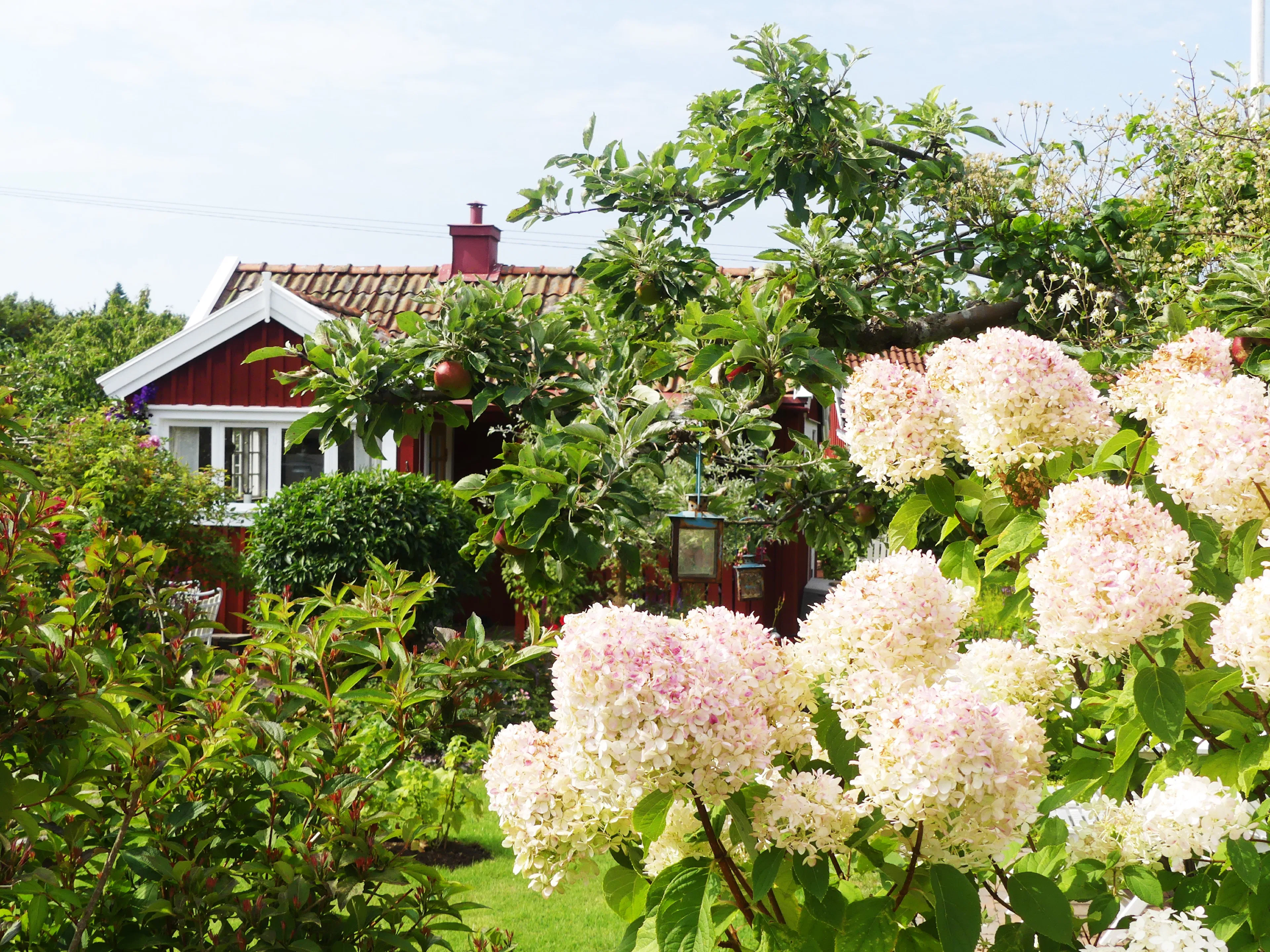 6 underbara sensommarblommande buskar