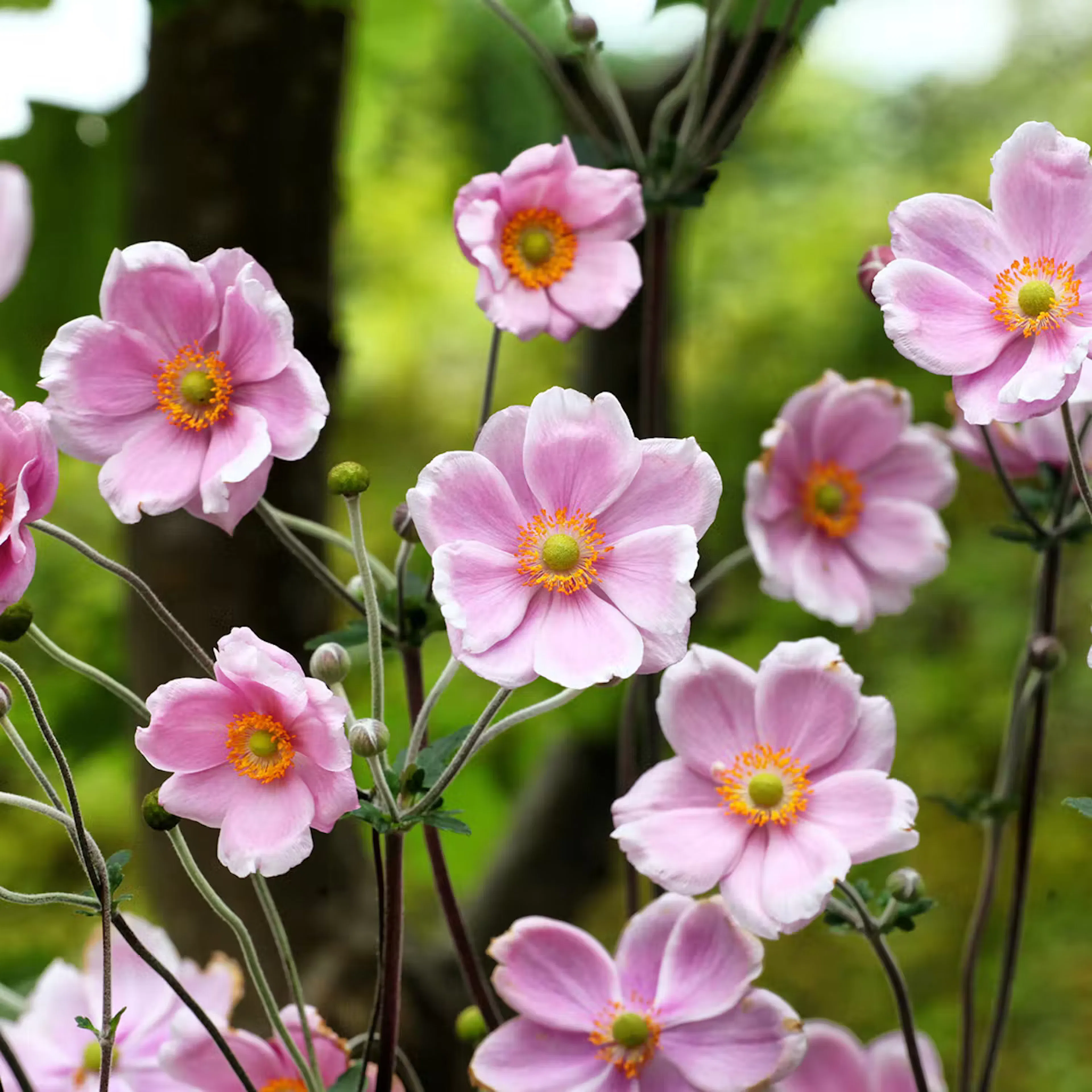 Rosa perenner i 8 lekfulla nyanser