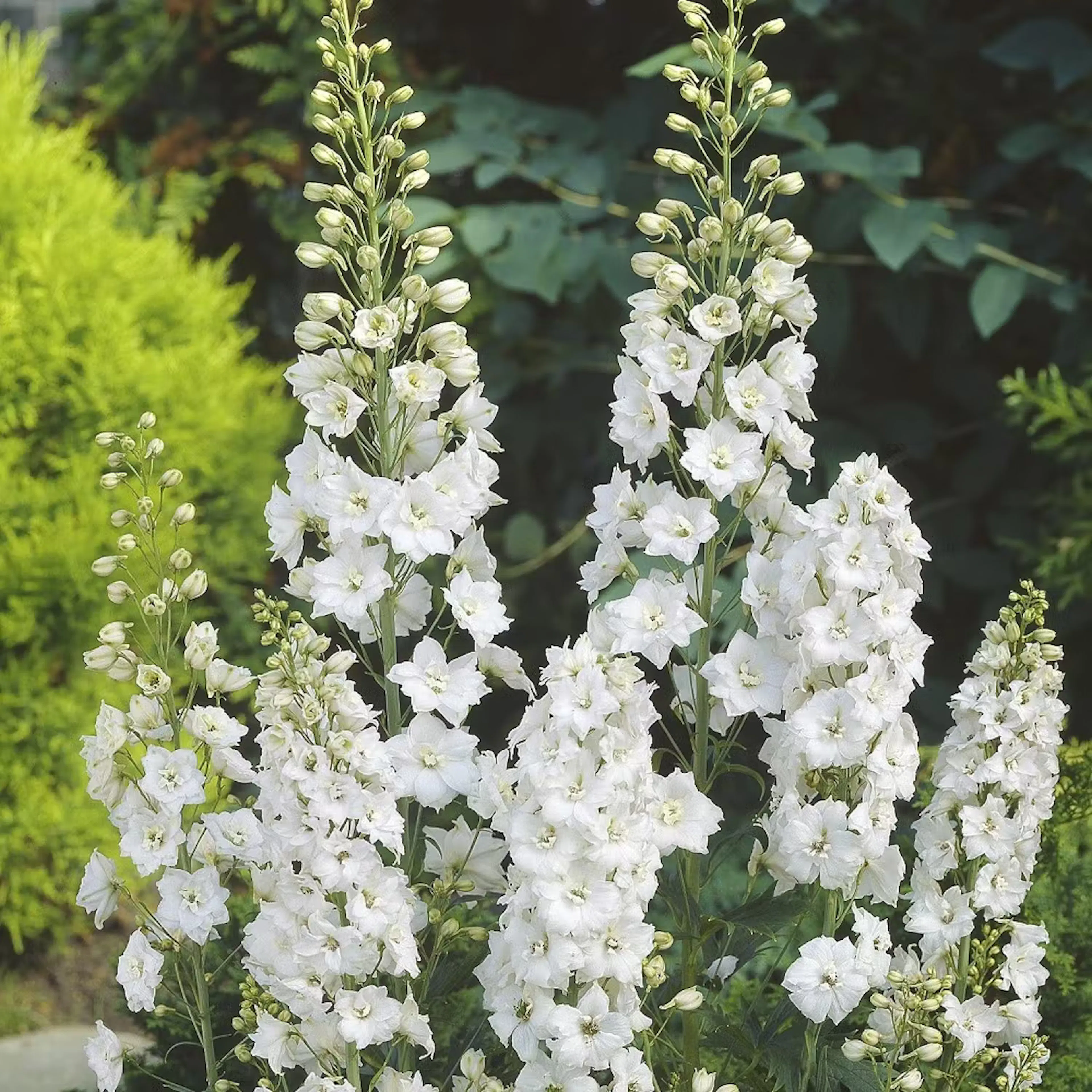 Höga perenner – 6 ljuvliga högväxande perenna sommarblommor