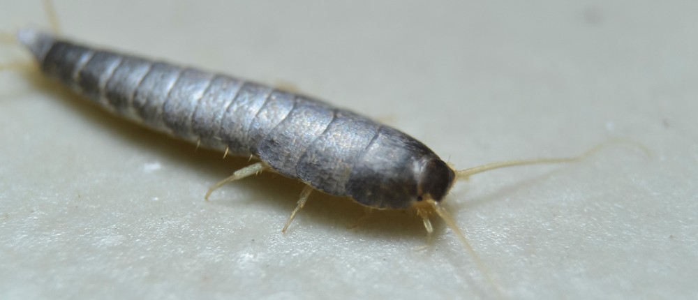 Silverfiskar i sovrummet