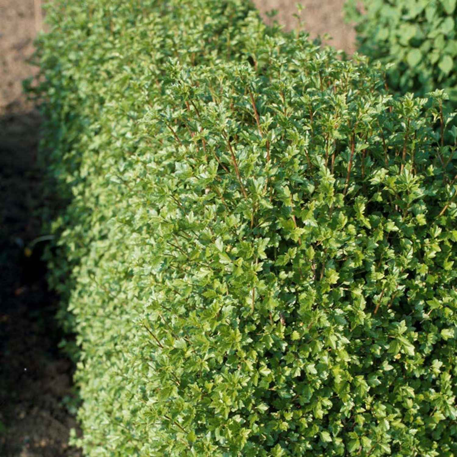 Häckväxter lista - Måbär