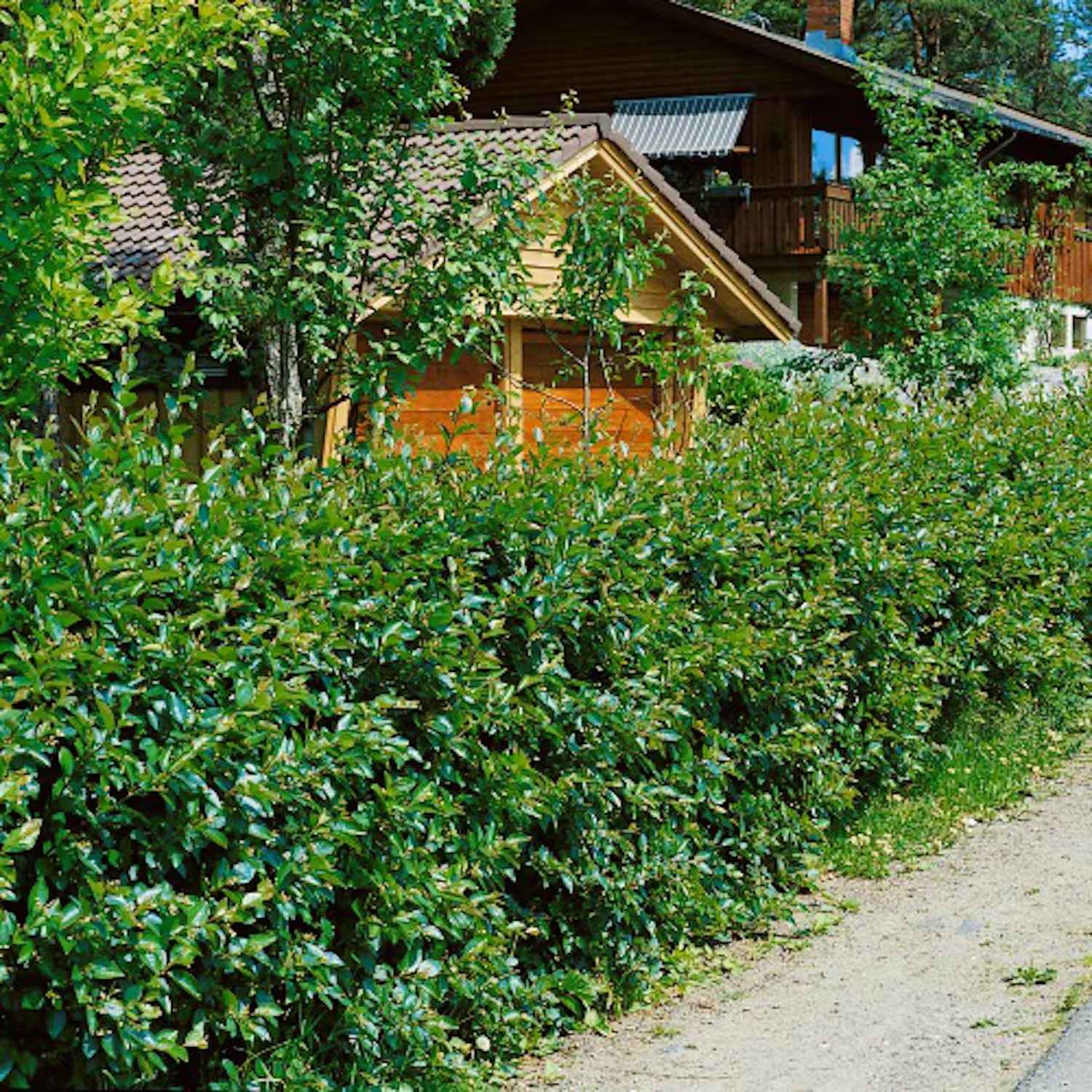 Häckväxter lista - Häckoxbär