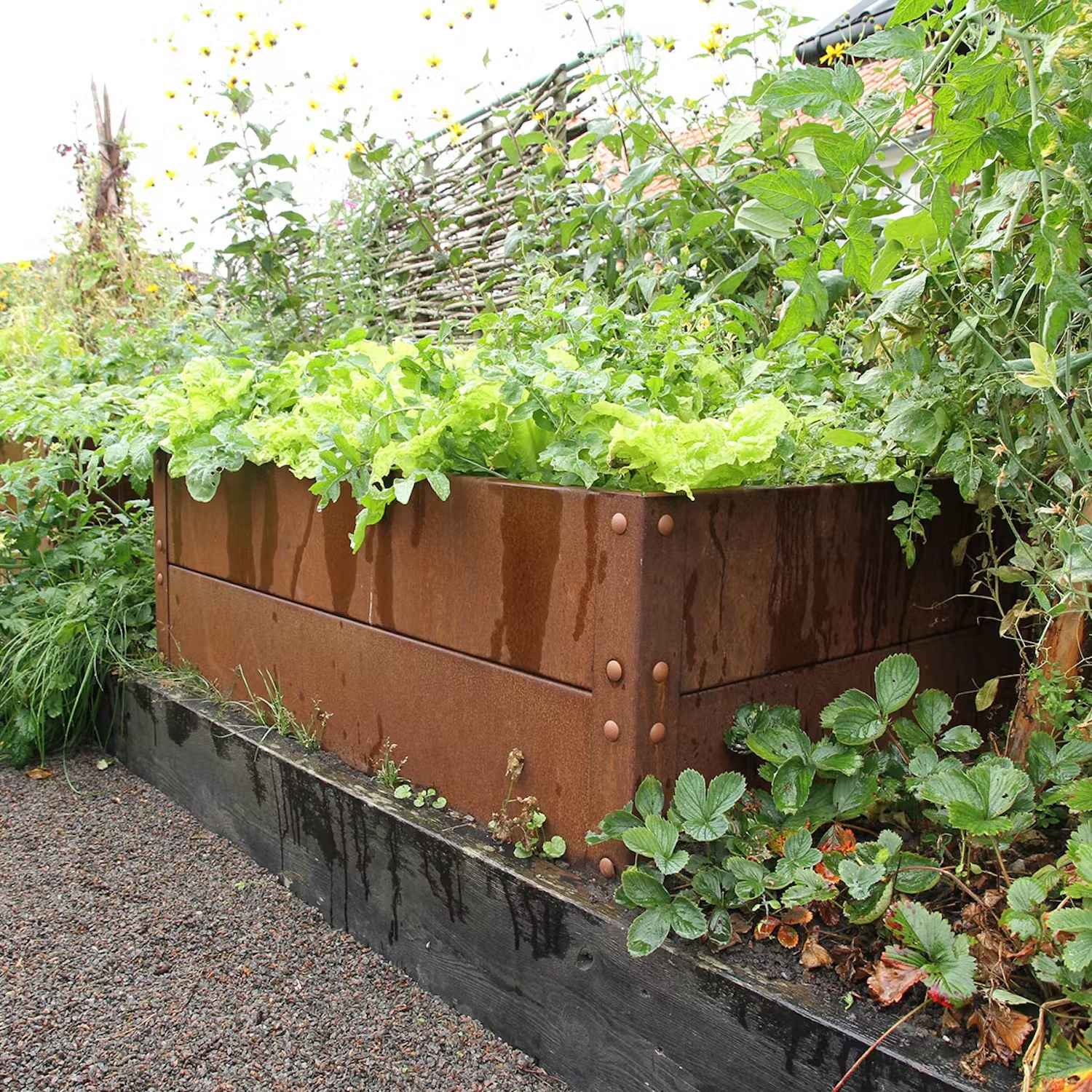 Odla i pallkrage - Odlingslåda corten
