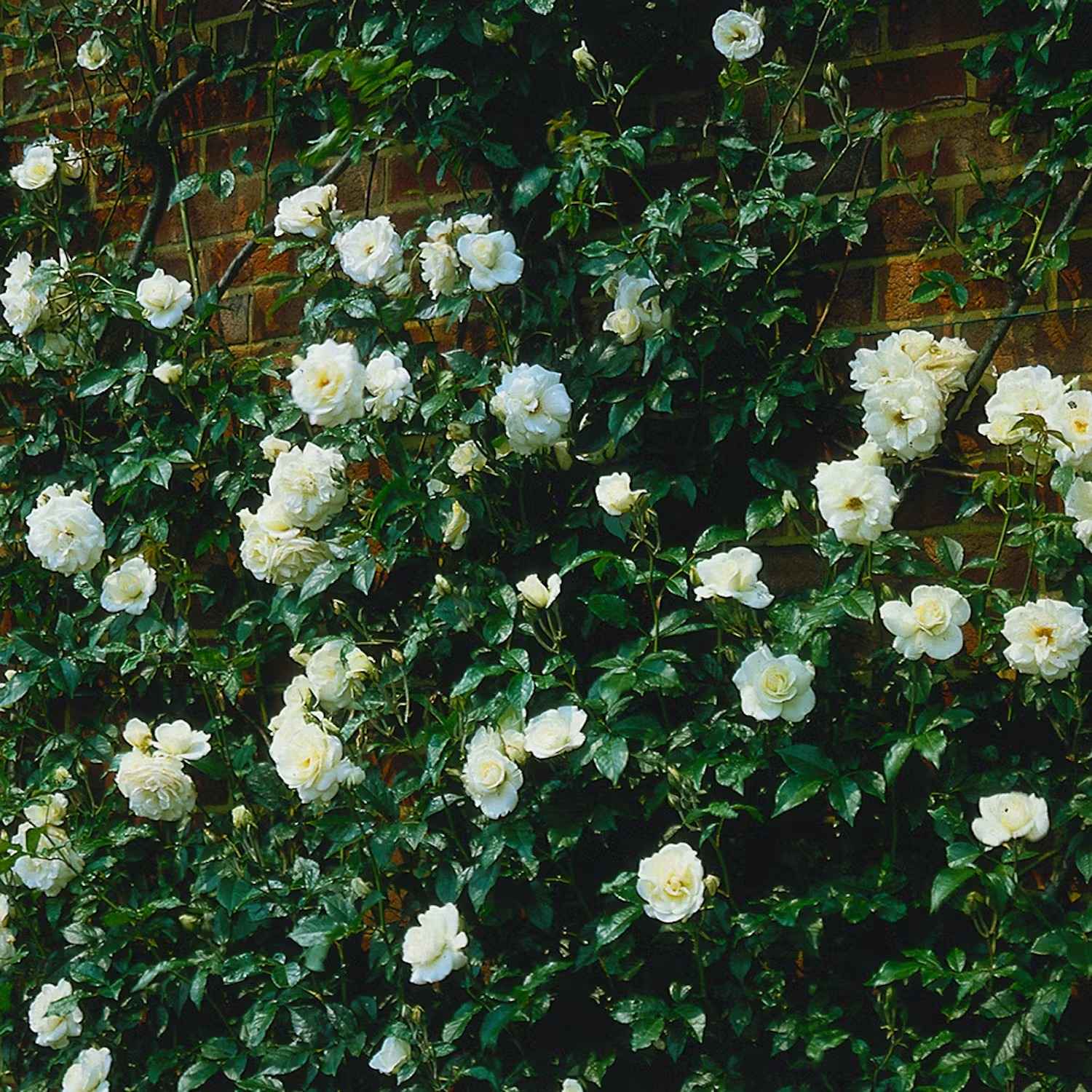 Plantera klätterros - Vit klätterros