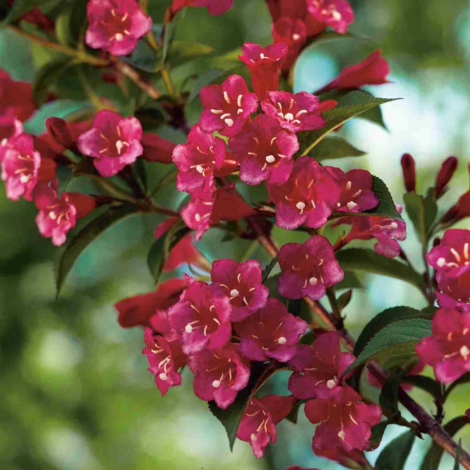 Snabbväxande buskar - Prakttry