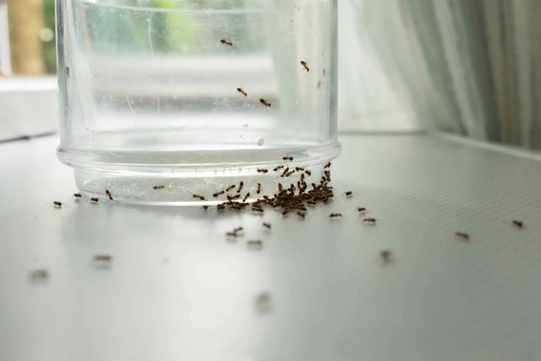 Myror inomhus – så får du bort svartmyror inne med myrmedel