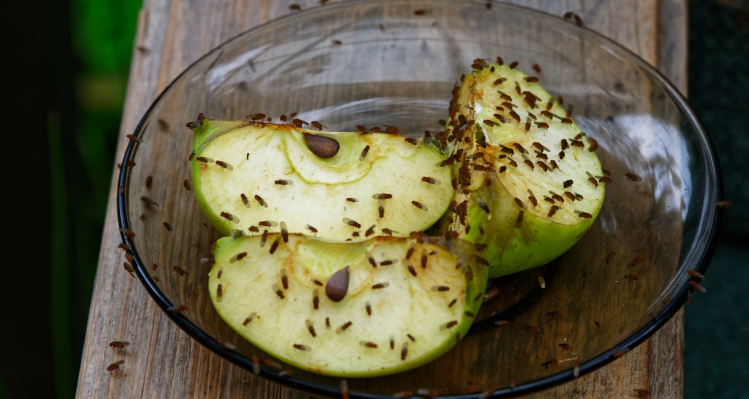 Fälla för bananflugor med mogen frukt