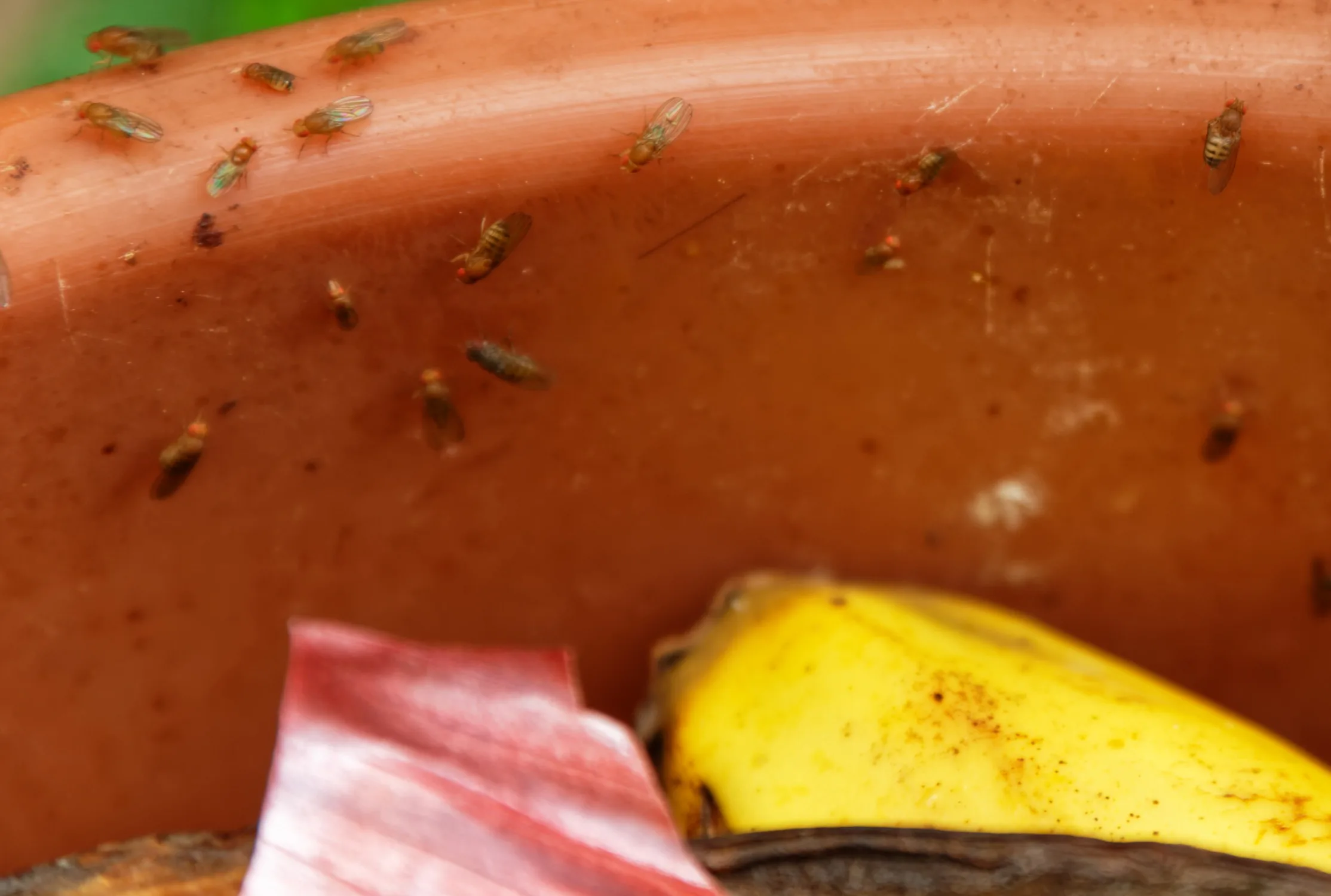 Bananflugefälla – bästa sätten att få bort bananflugor med fälla