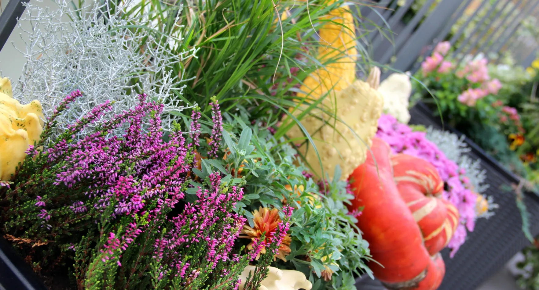 Höstblommor ute – så lyckas du med din höstplantering i kruka