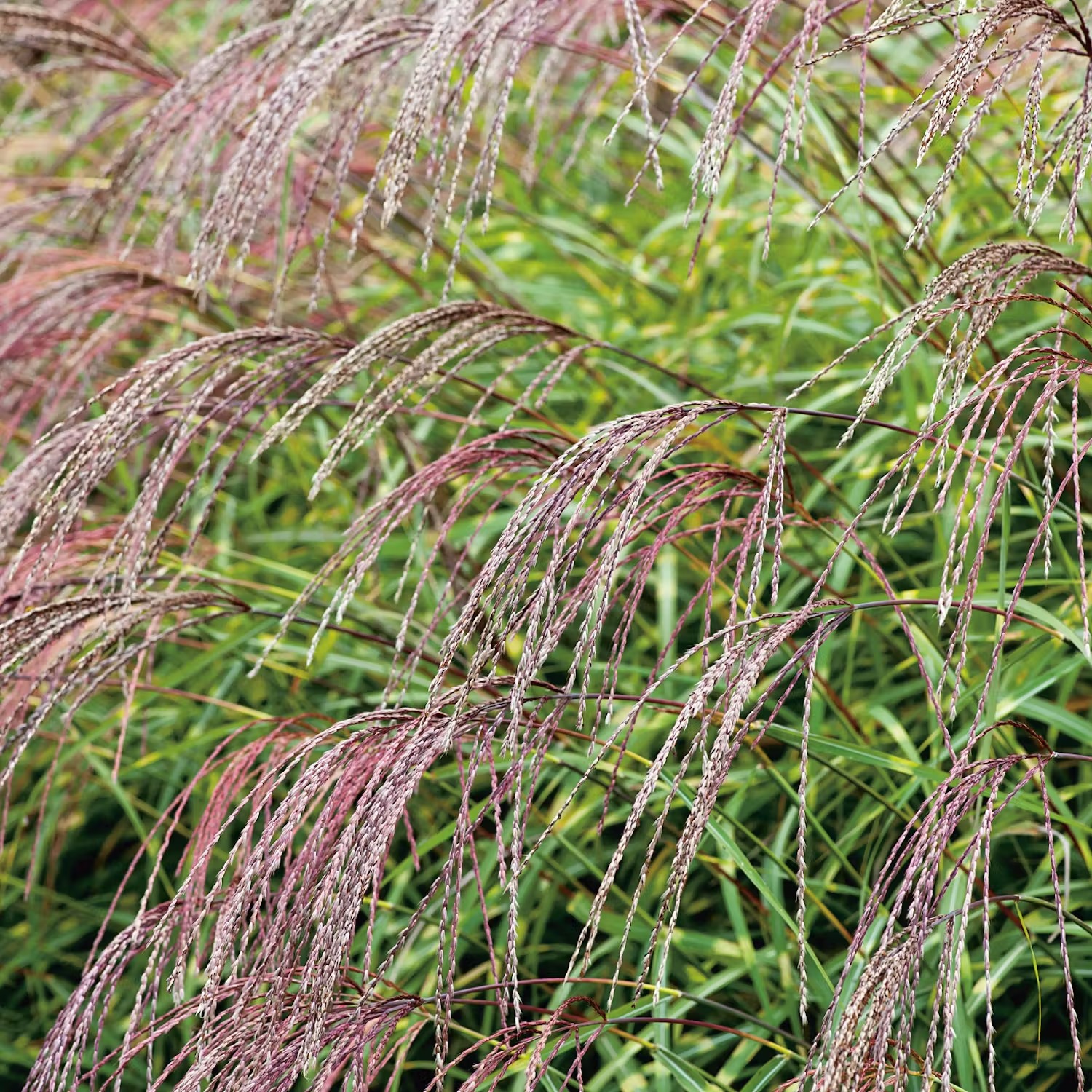 Tålig växt i kruka utomhus