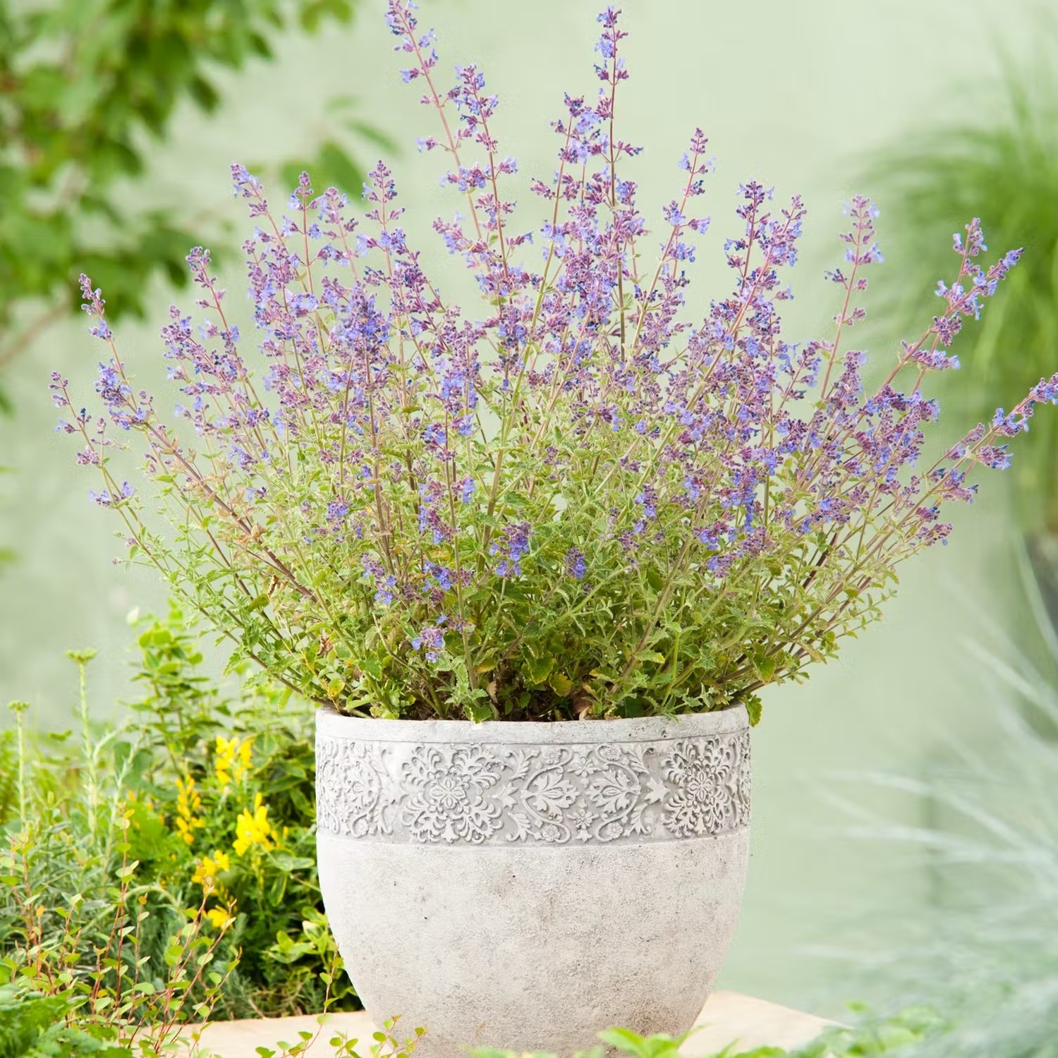 Tålig växt i kruka