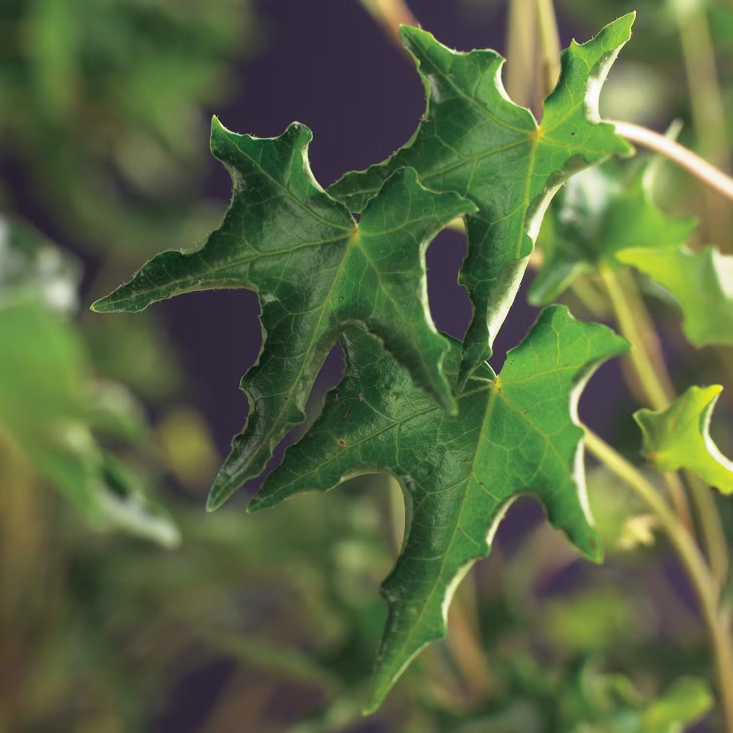 Tålig växt i kruka