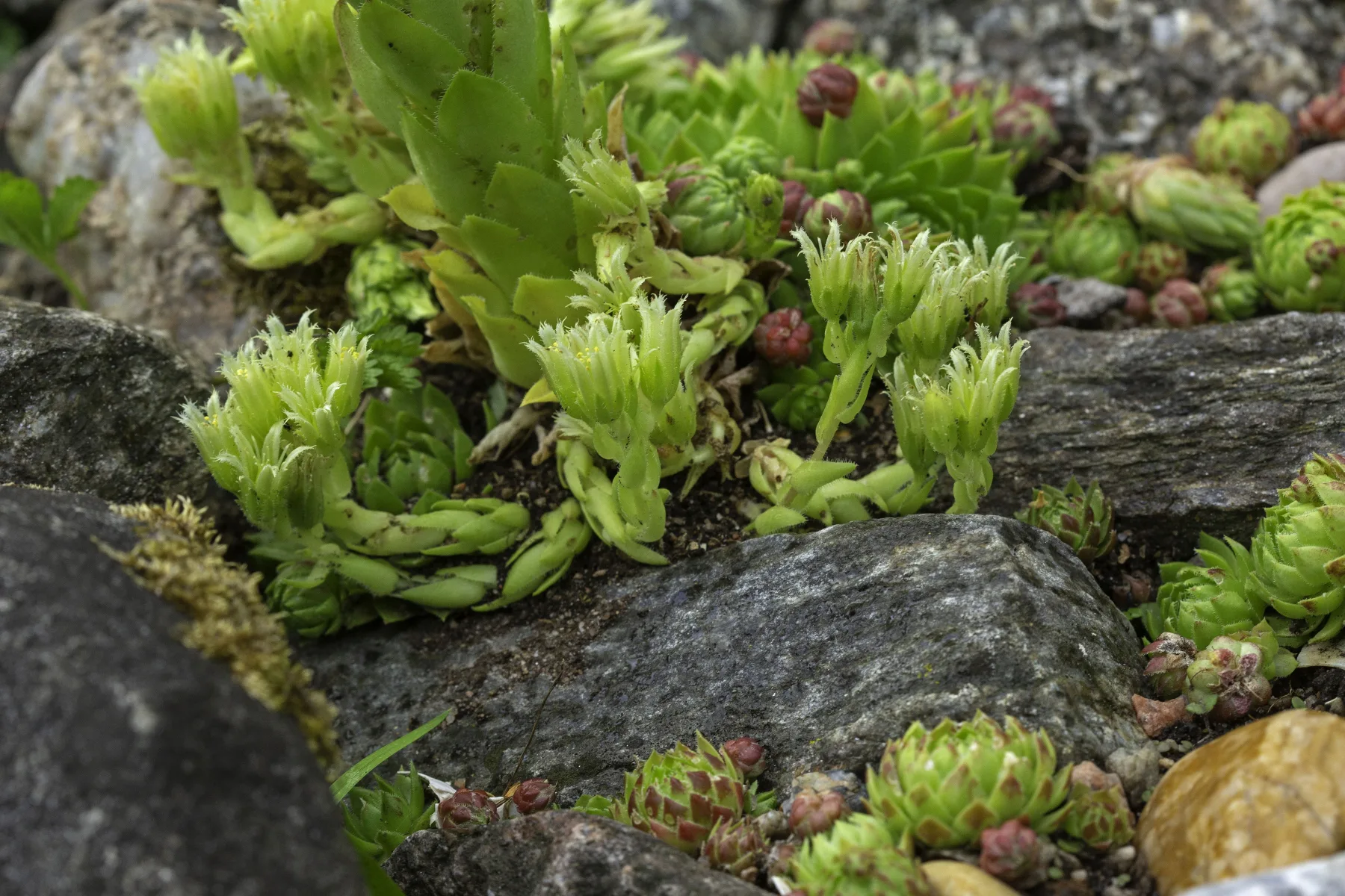 Stenpartiväxter – 15 perenner som trivs bland sten och berg