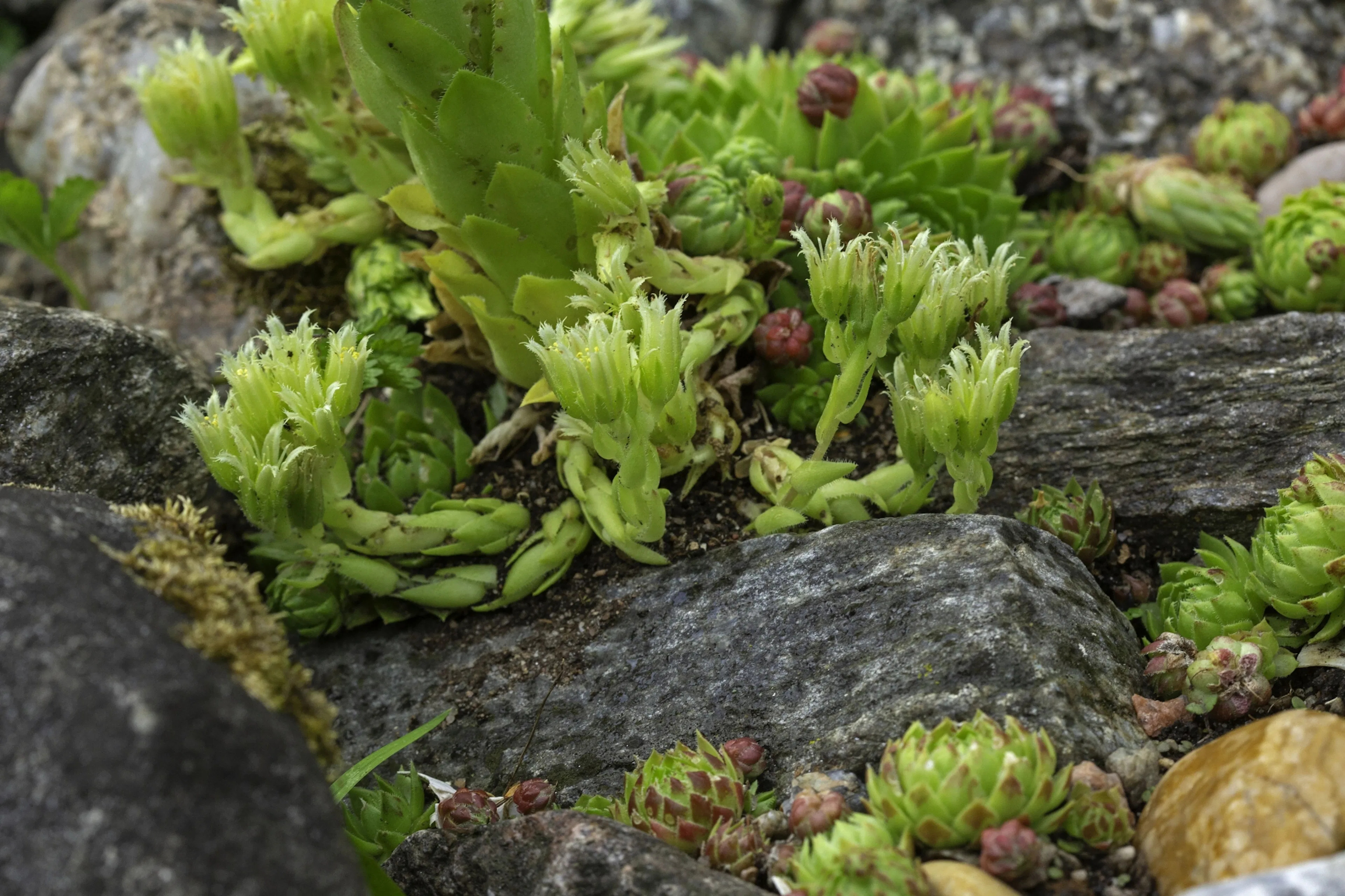 Stenpartiväxter – 15 perenner som trivs bland sten och berg