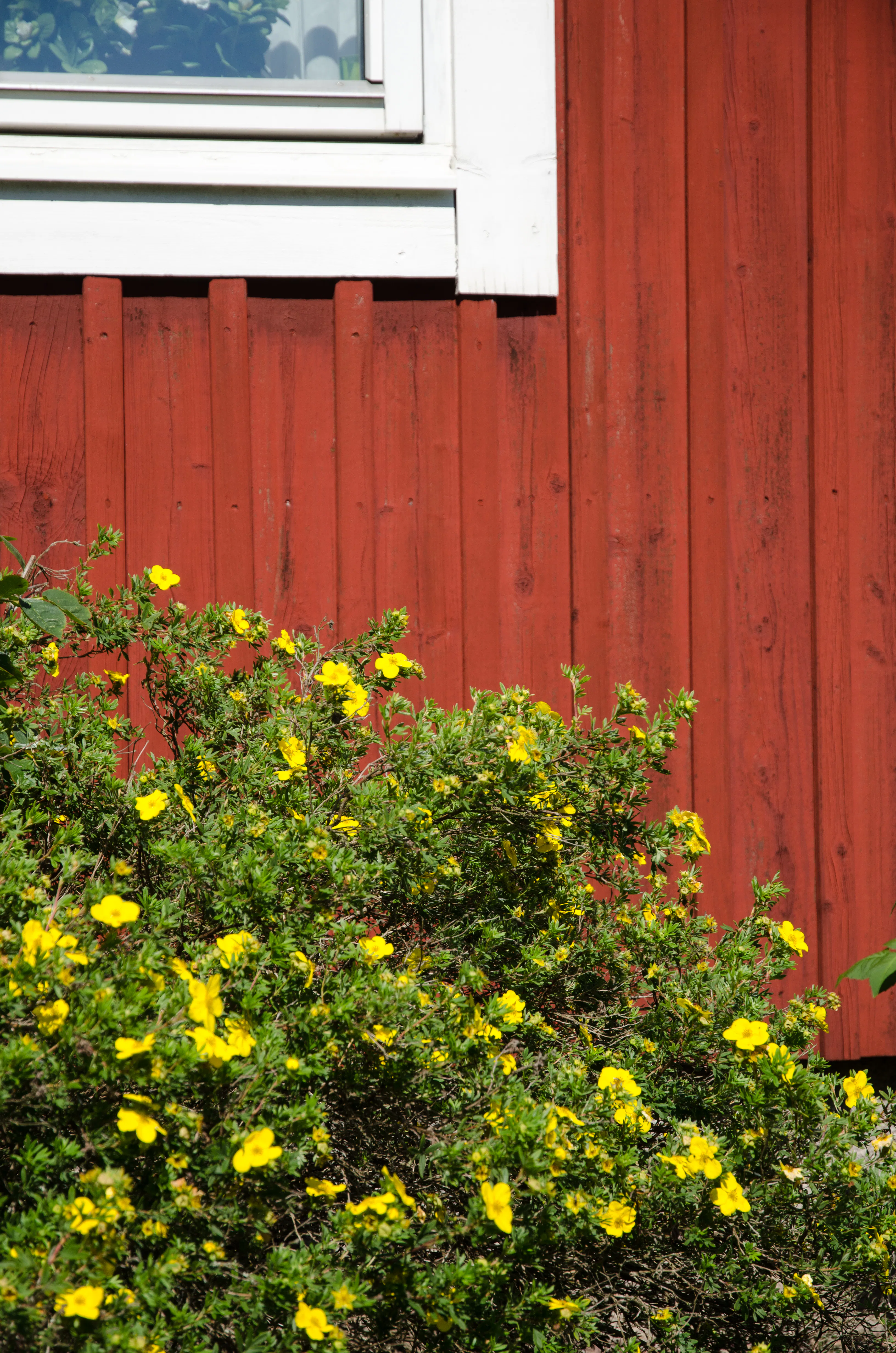 10 torktåliga buskar som klarar torra och soliga lägen