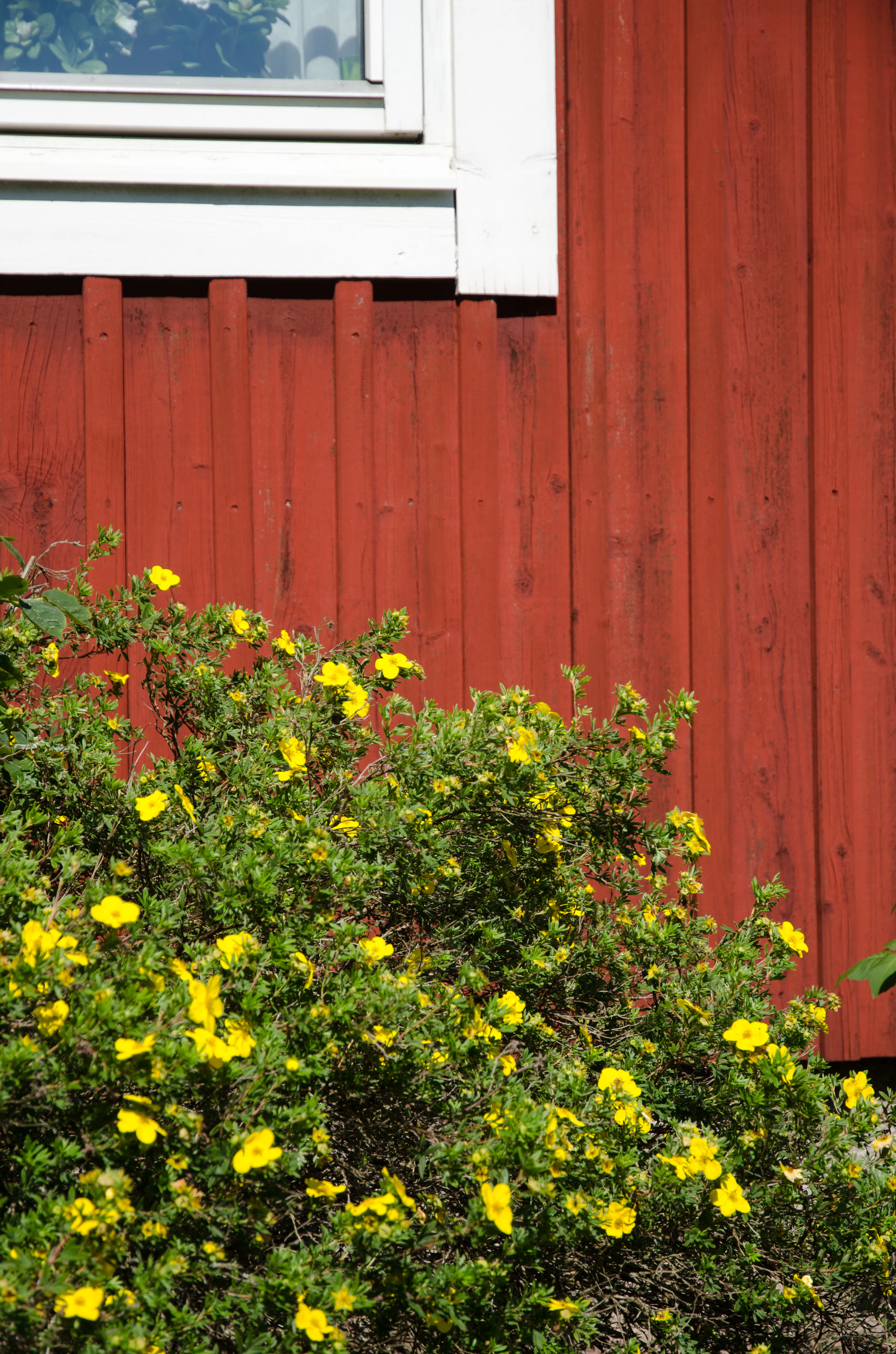 10 torktåliga buskar som klarar torra och soliga lägen