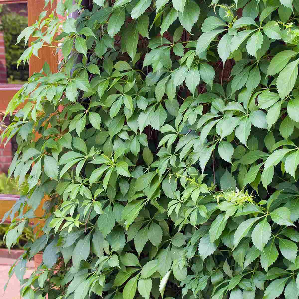 Snabbväxande klätterväxter - Klättervildvin