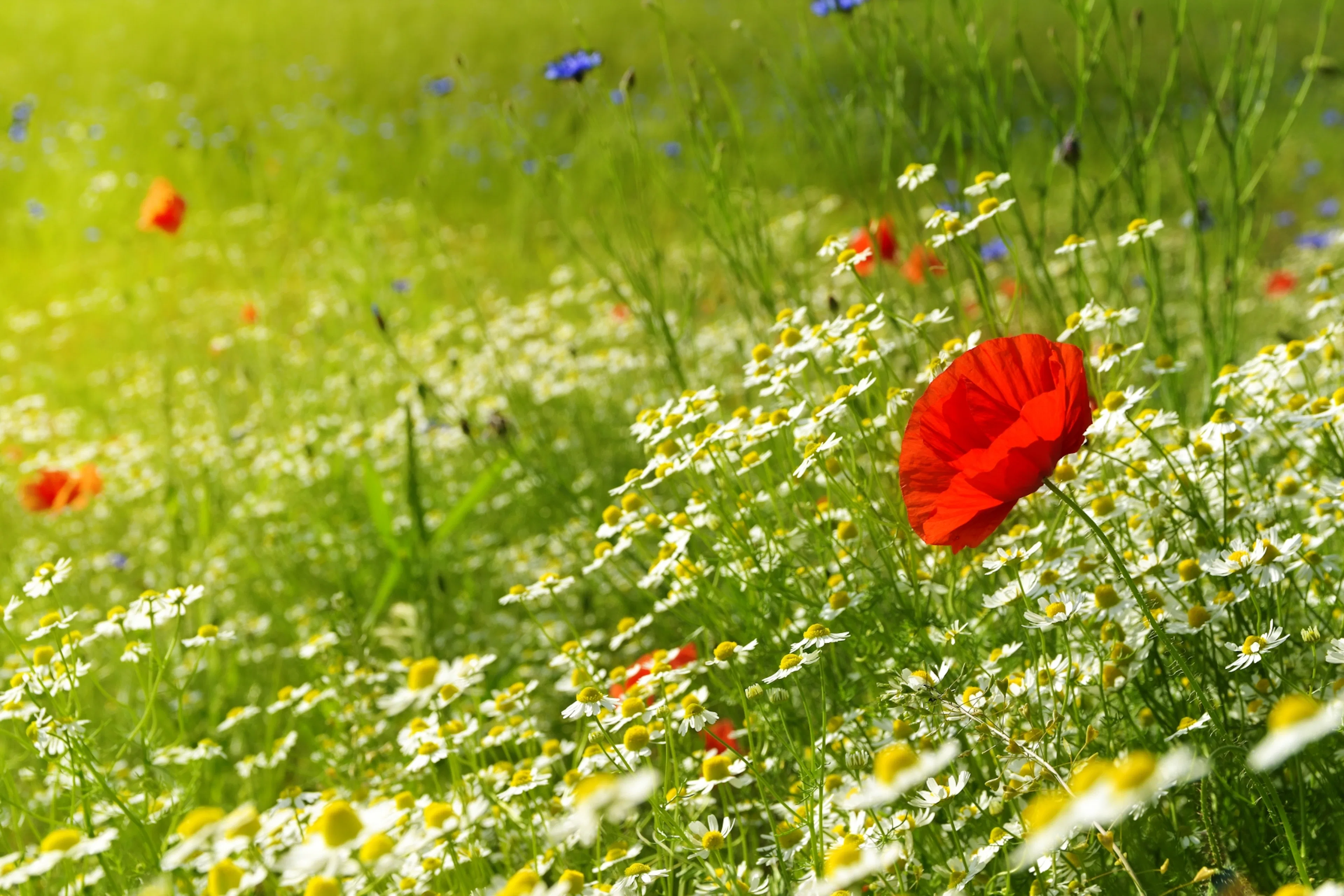 Så ängsblommor och gör din egen blomsteräng – 5 enkla steg
