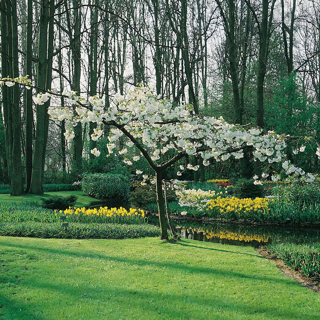 Välja trär till trädgården - Glanskörsbär
